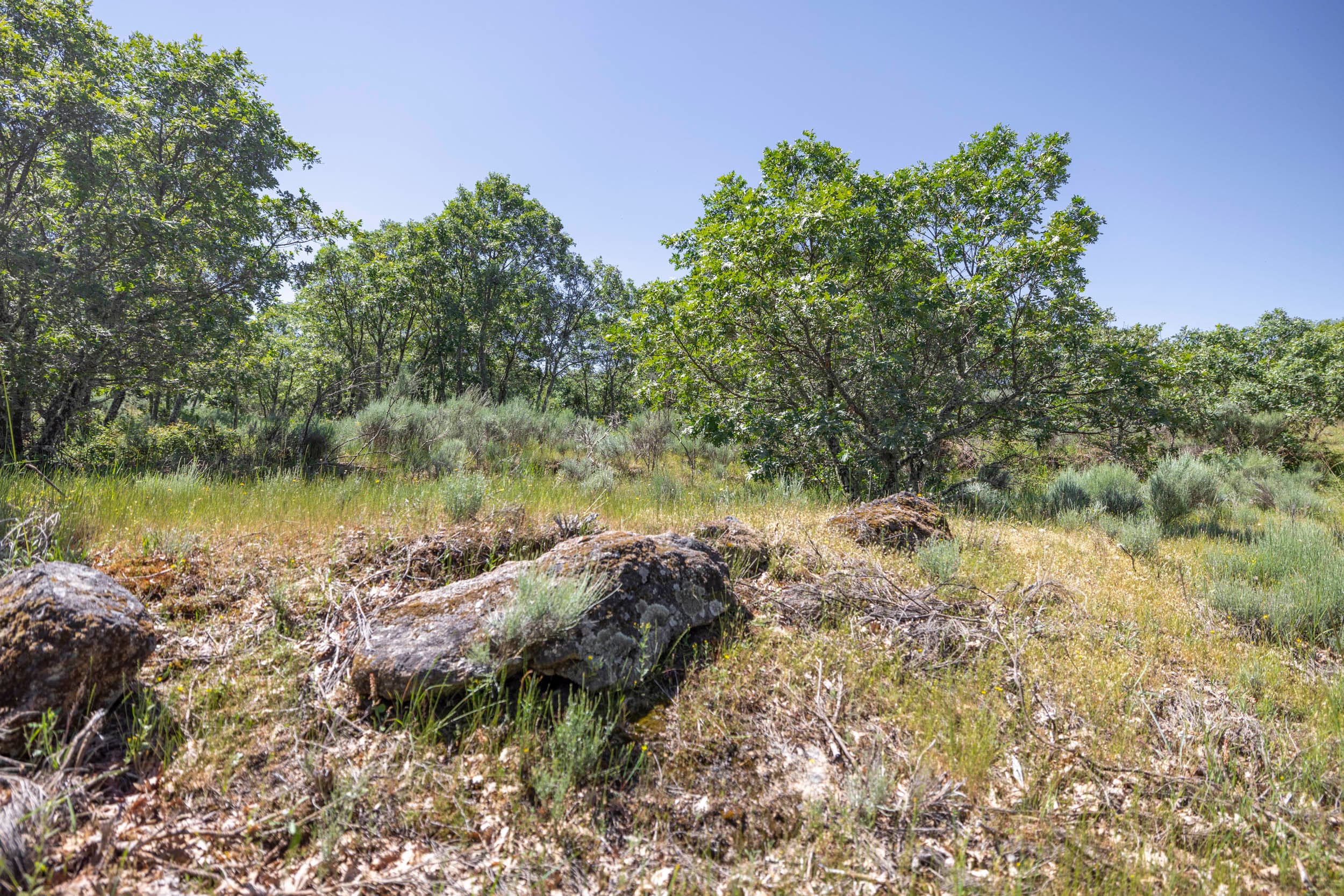 Finca con 2 Ruinas y Bosque - Image 18