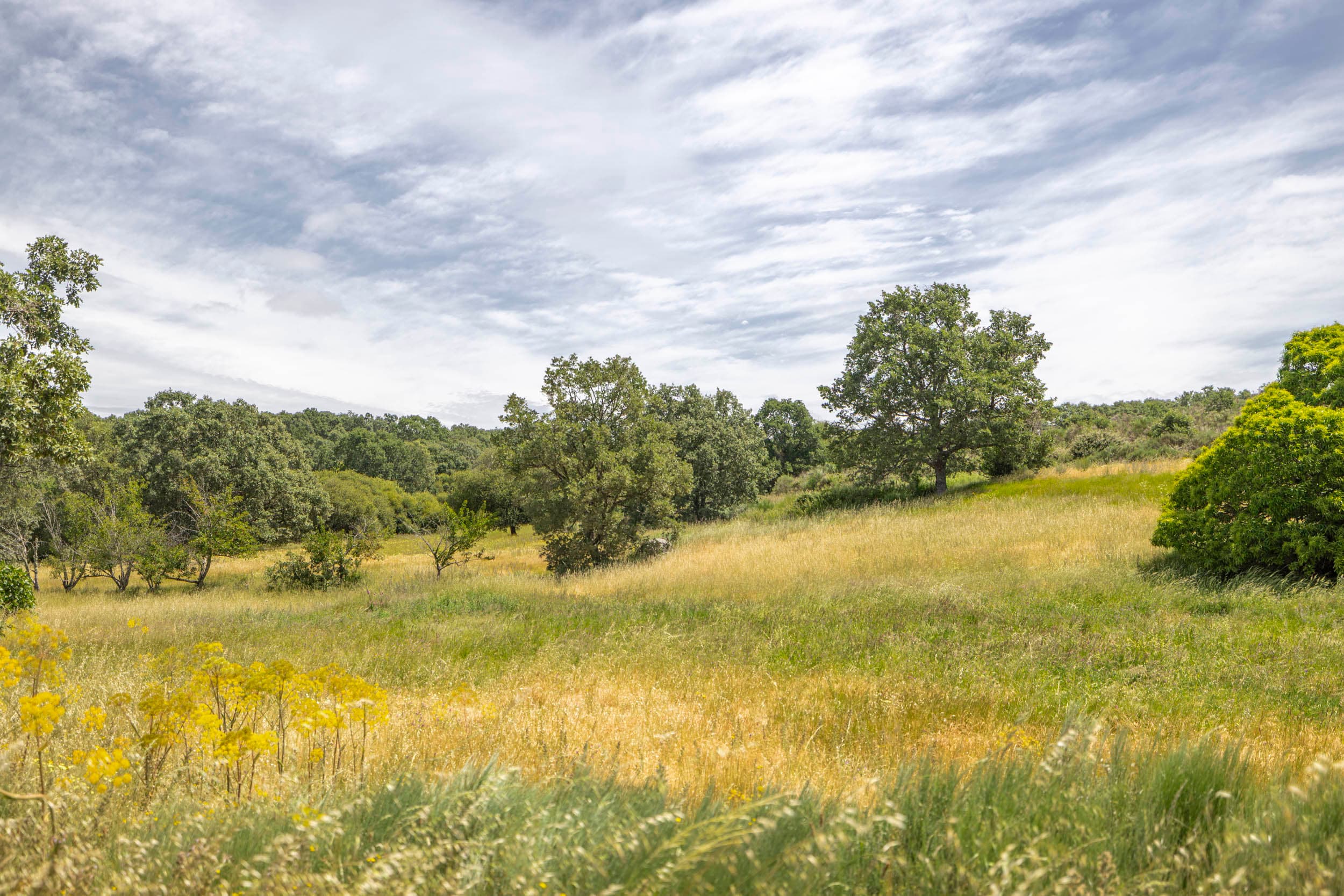 19ha with Old Stonehouse and Oak Forest - Image 3