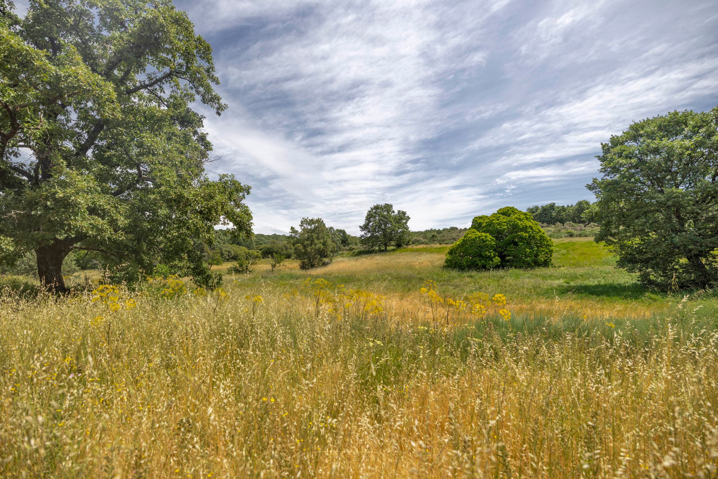 19ha with Old Stonehouse and Oak Forest - Image 2