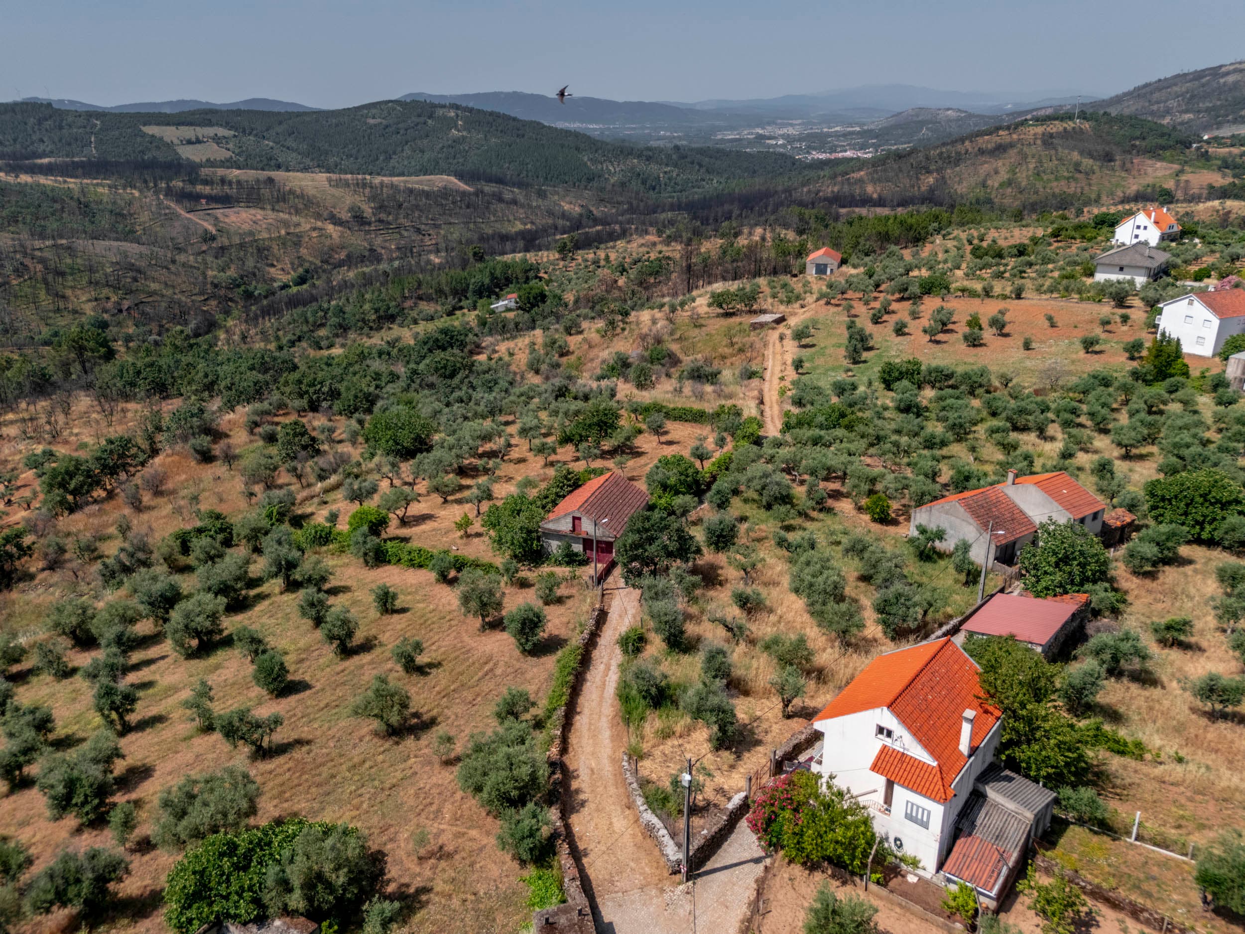 Village House with Garden and Olive Trees - Image 30