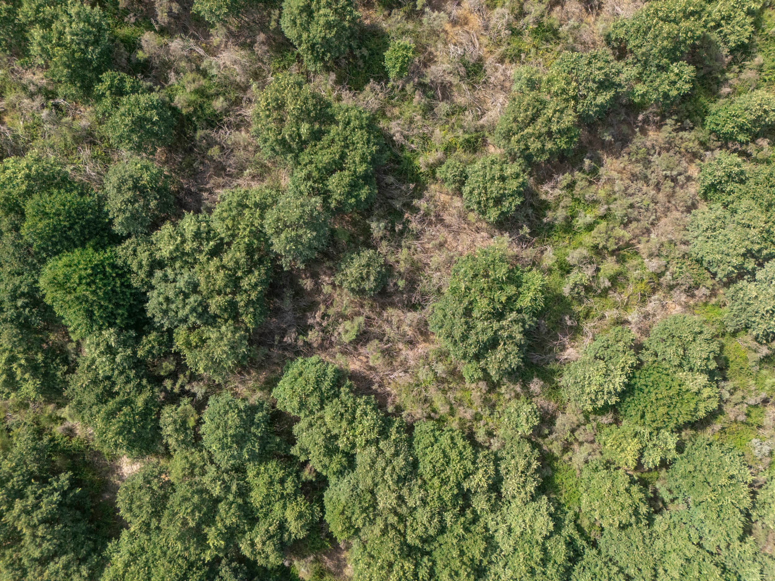 19ha com Casa de Pedra Antiga e Floresta de Carvalho - Image 2