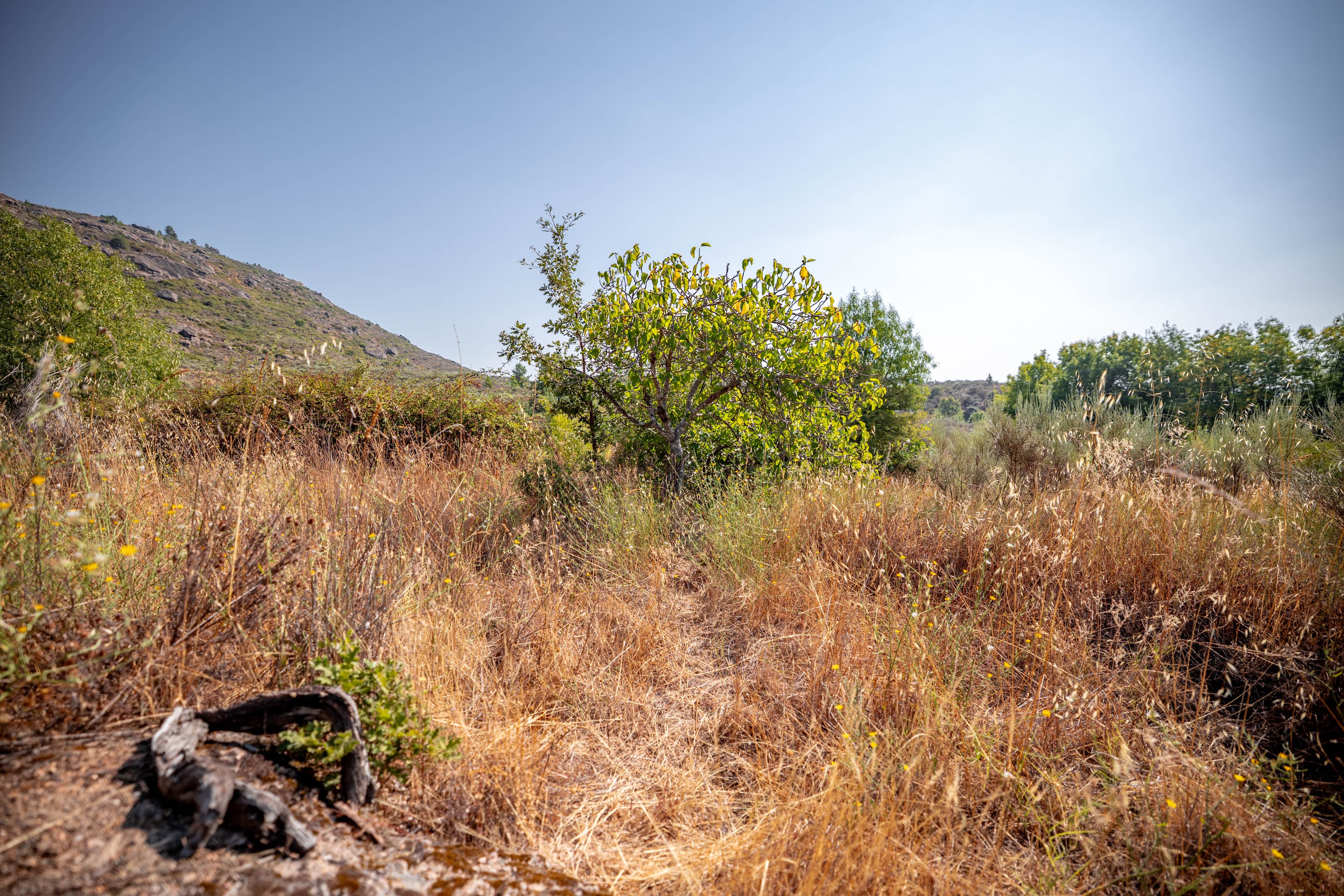 10 ha in the middle of nature with a big ruin - Image 31