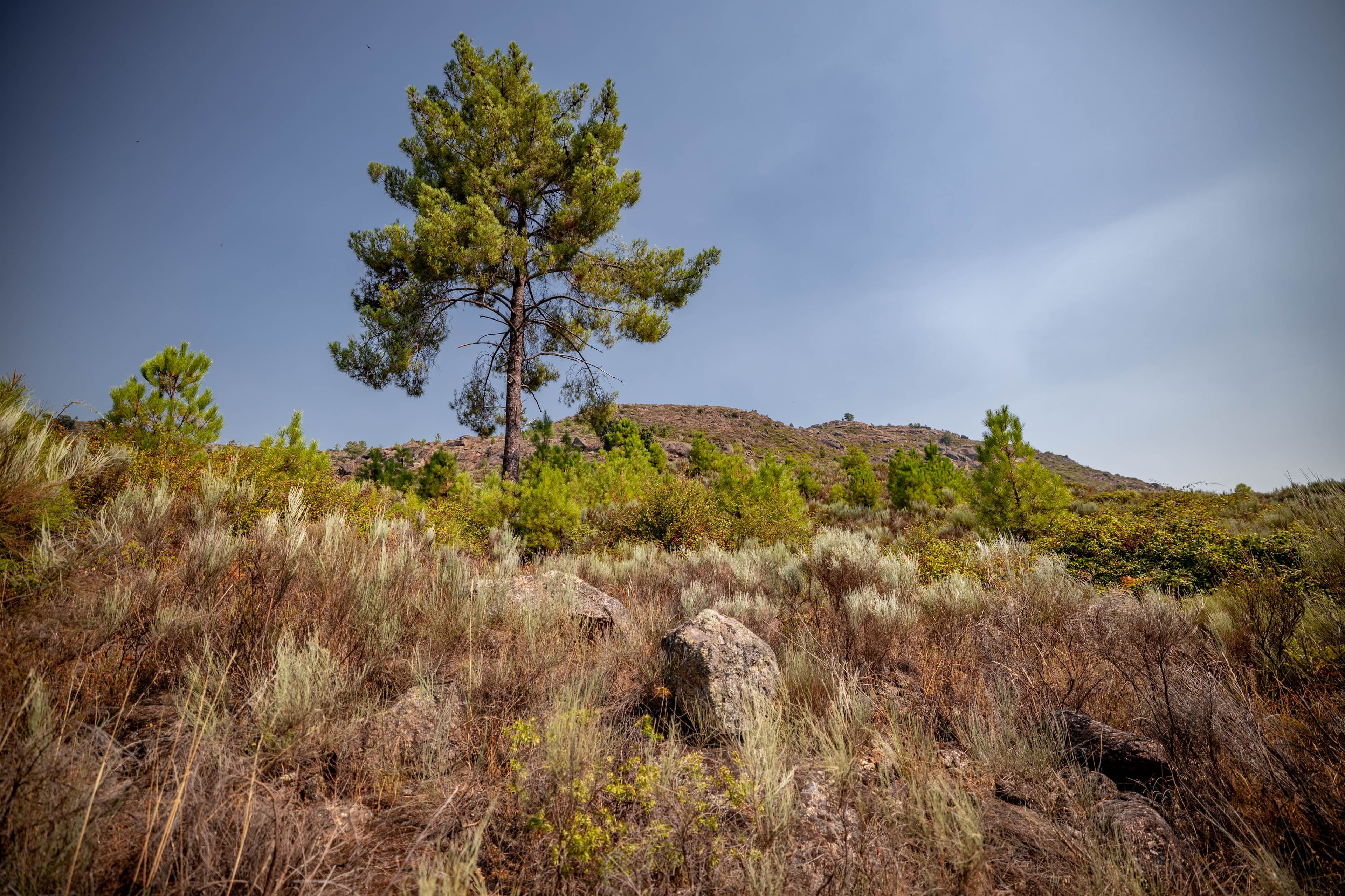 10 ha in the middle of nature with a big ruin - Image 30