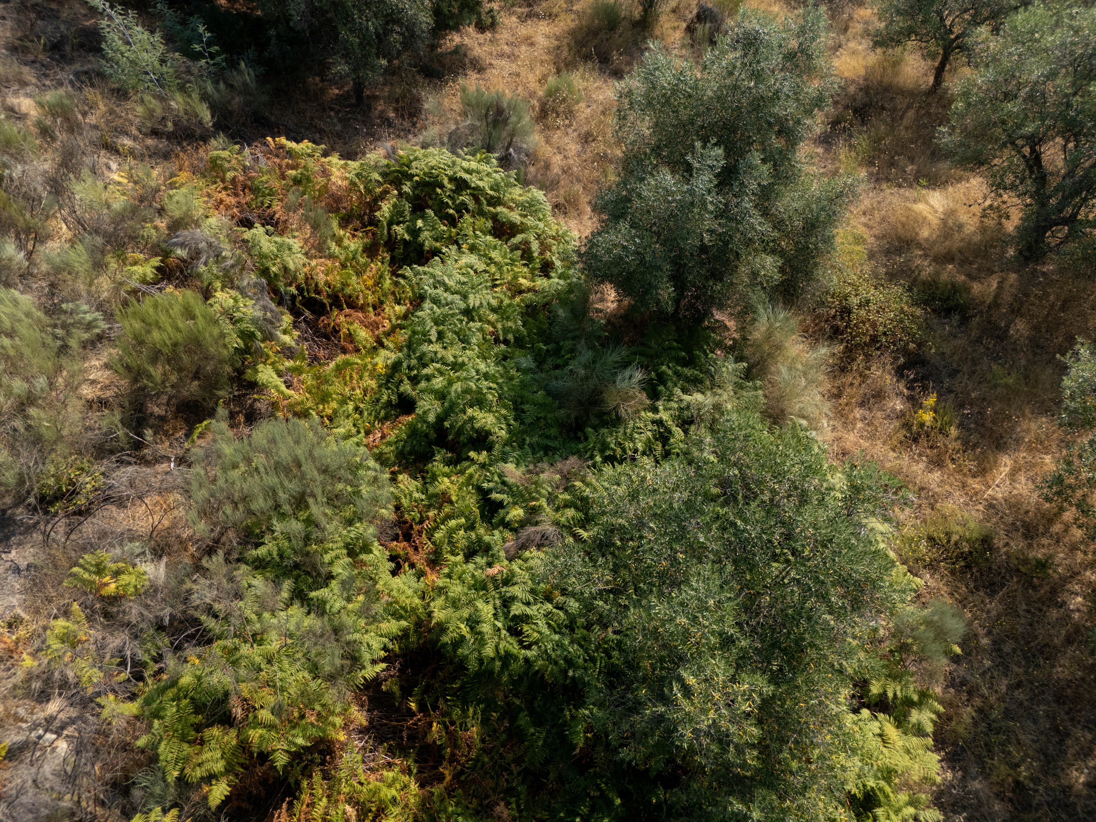 10 ha nel cuore della natura con una grande rovina - Image 31