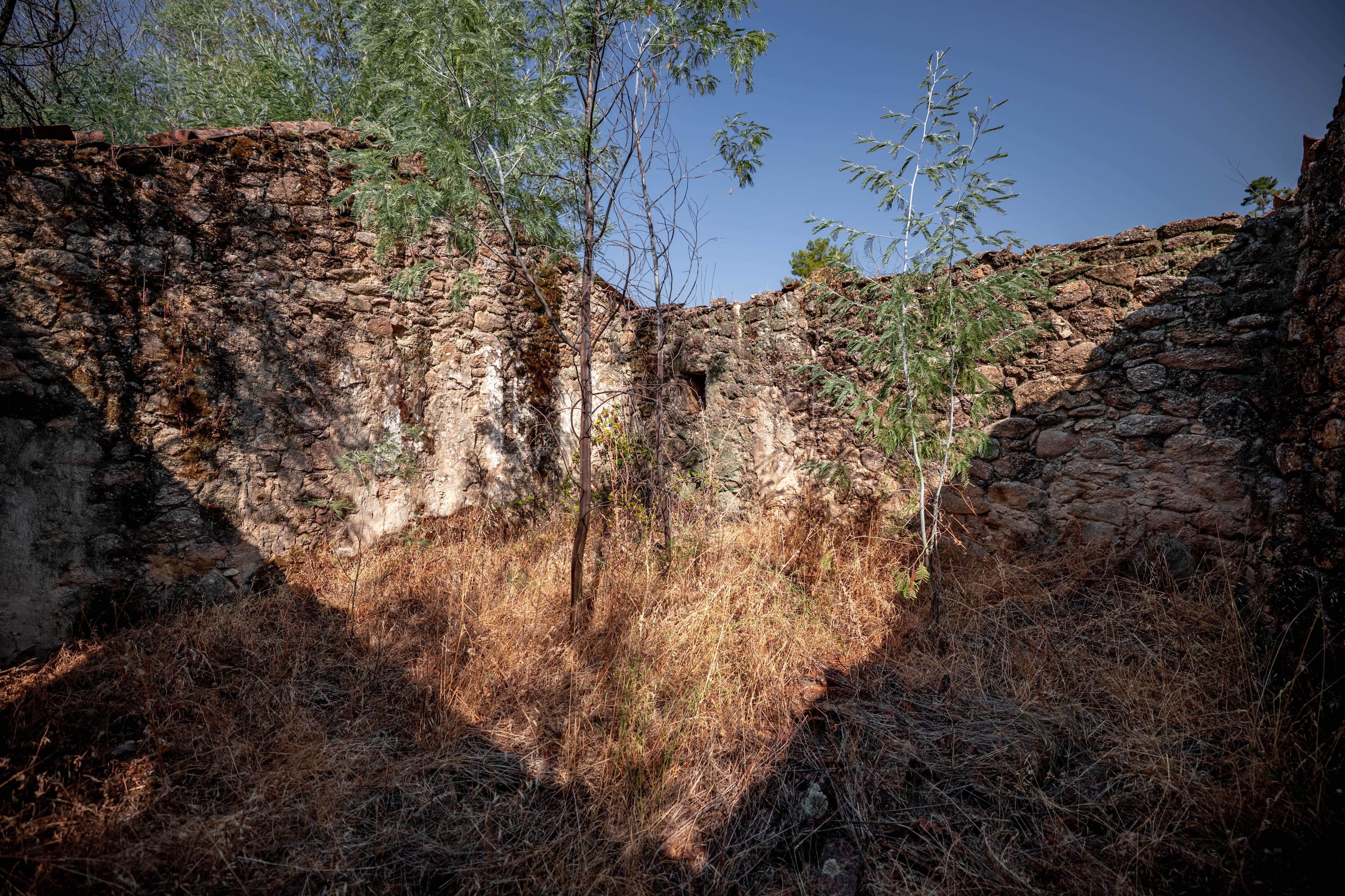 10 ha nel cuore della natura con una grande rovina - Image 30