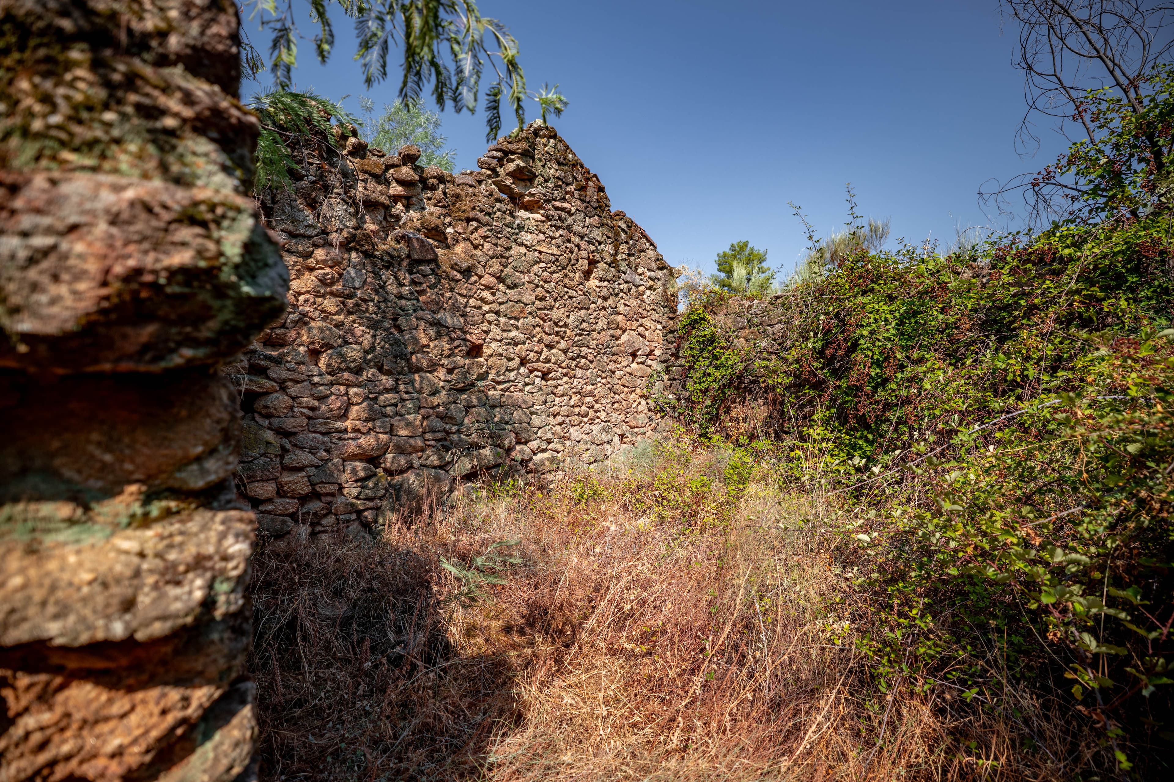 10 ha in the middle of nature with a big ruin - Image 3