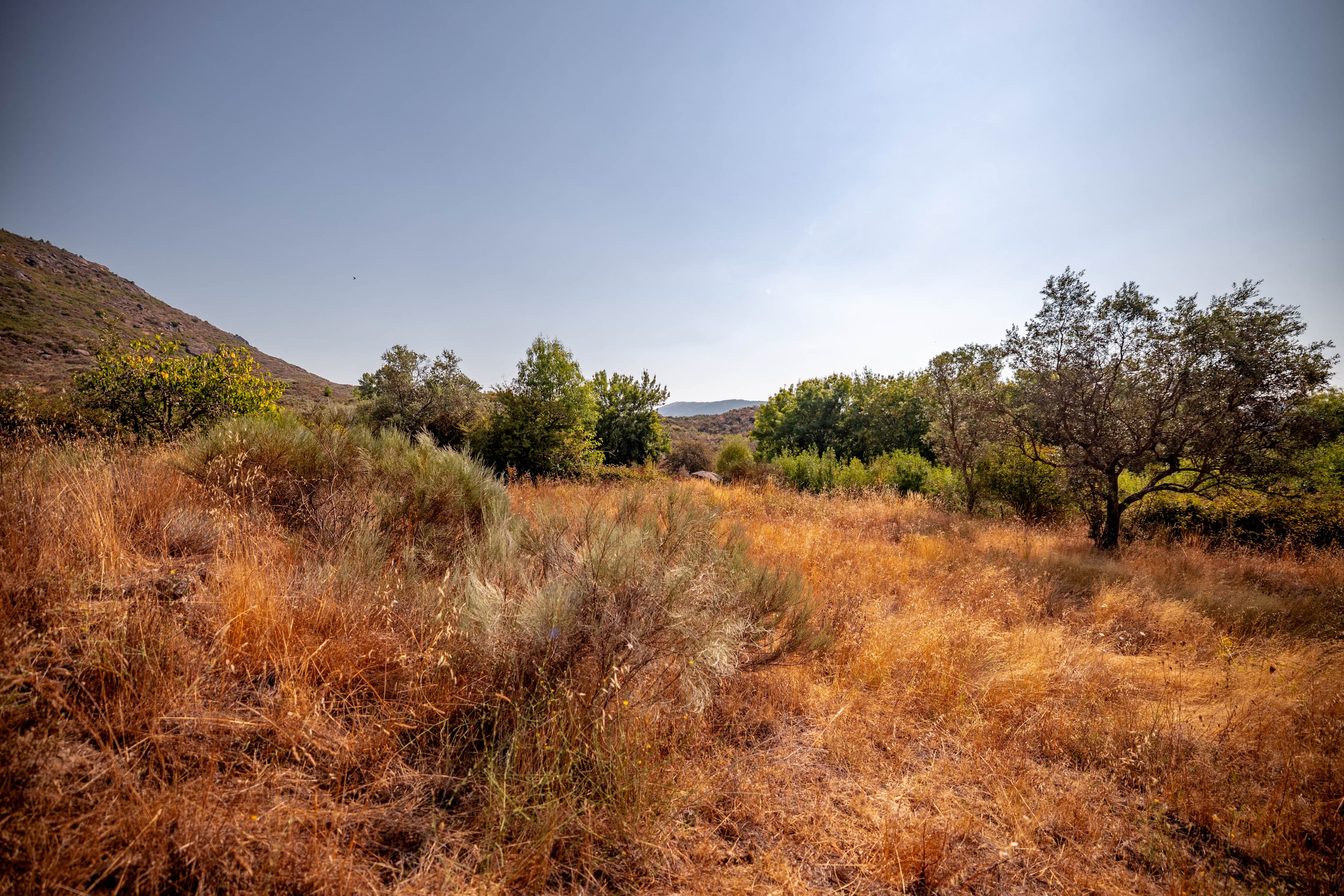 10 ha in the middle of nature with a big ruin - Image 2