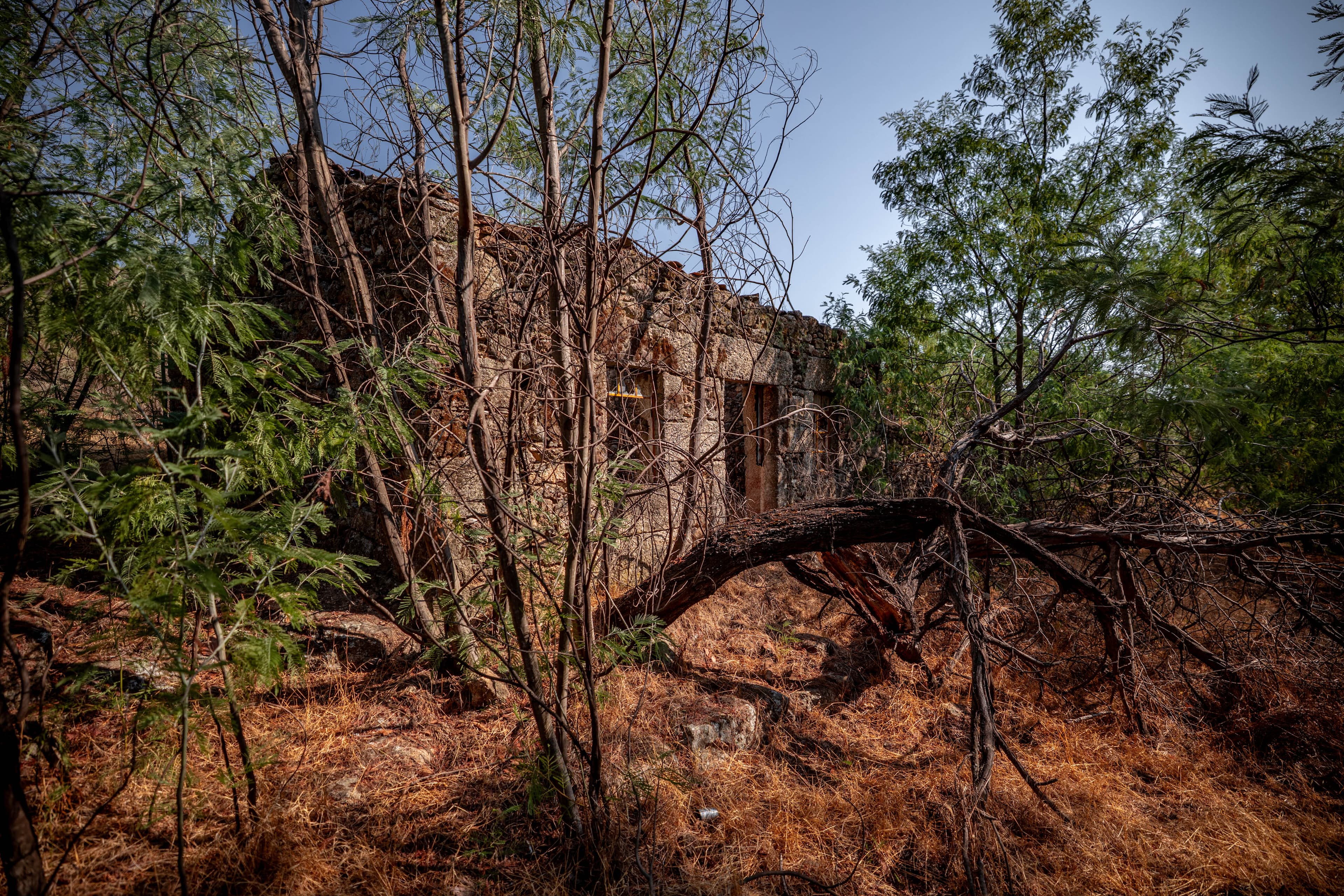10 ha in the middle of nature with a big ruin - Image 1