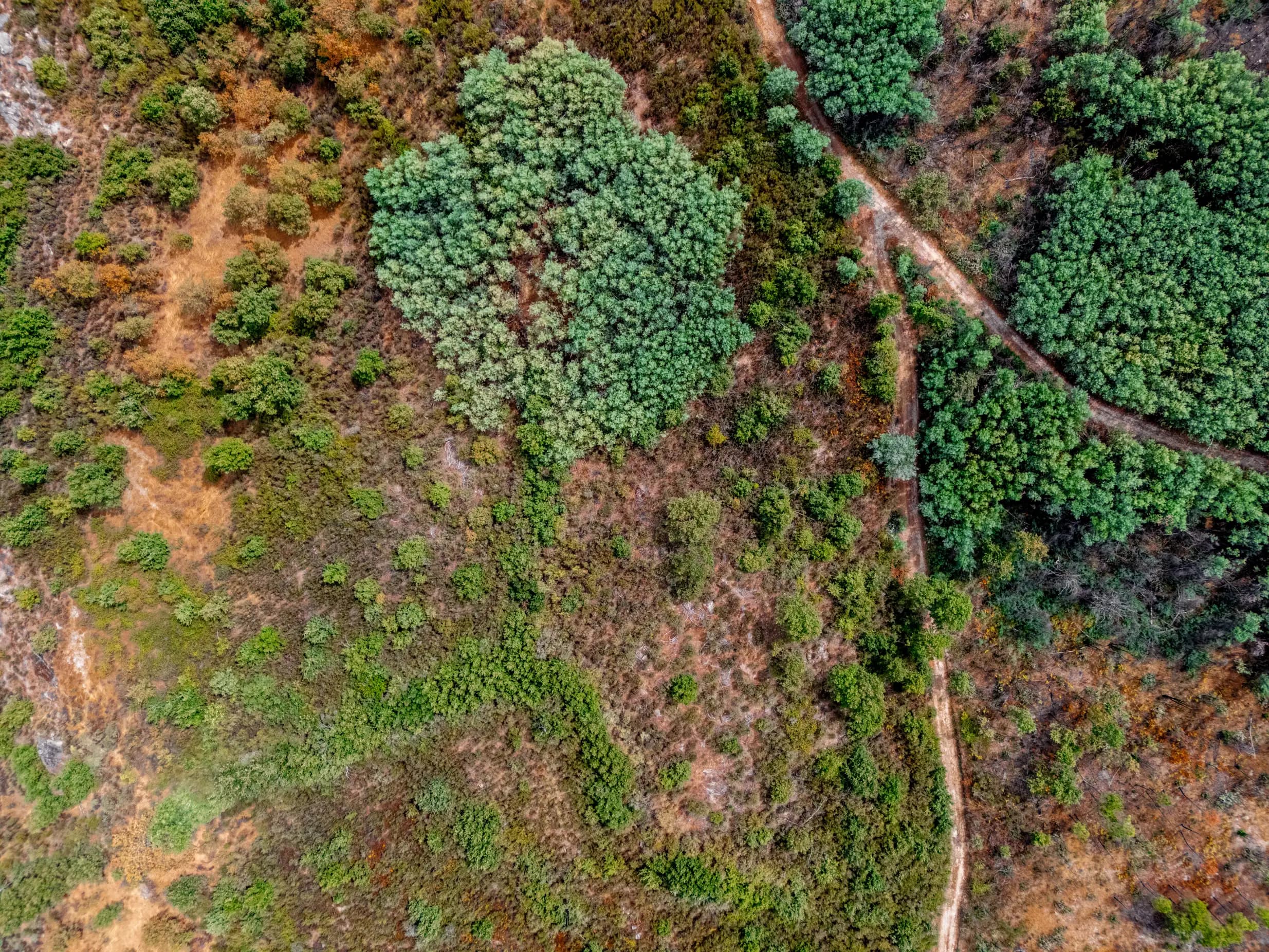 Terreno Rustico di 3,3 ha vicino a Moita, Sabugal - Image 2