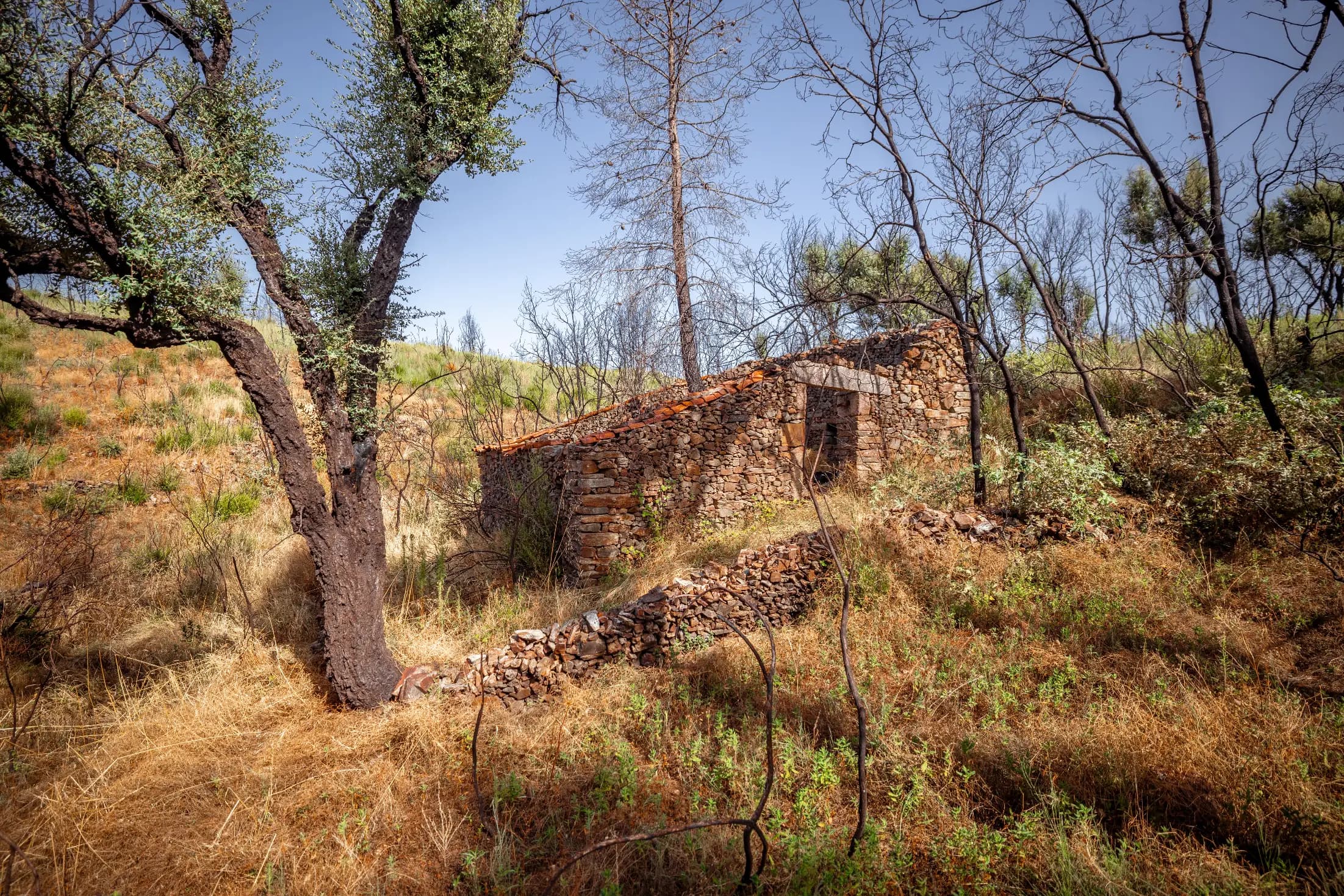 11 ha Rustic Land with Ruin in the forest - Image 25