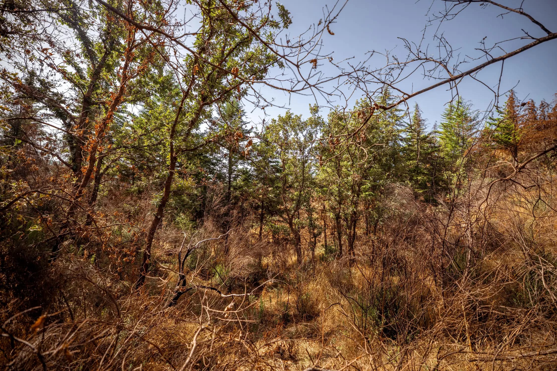 11 ha Rustic Land with Ruin in the forest - Image 24