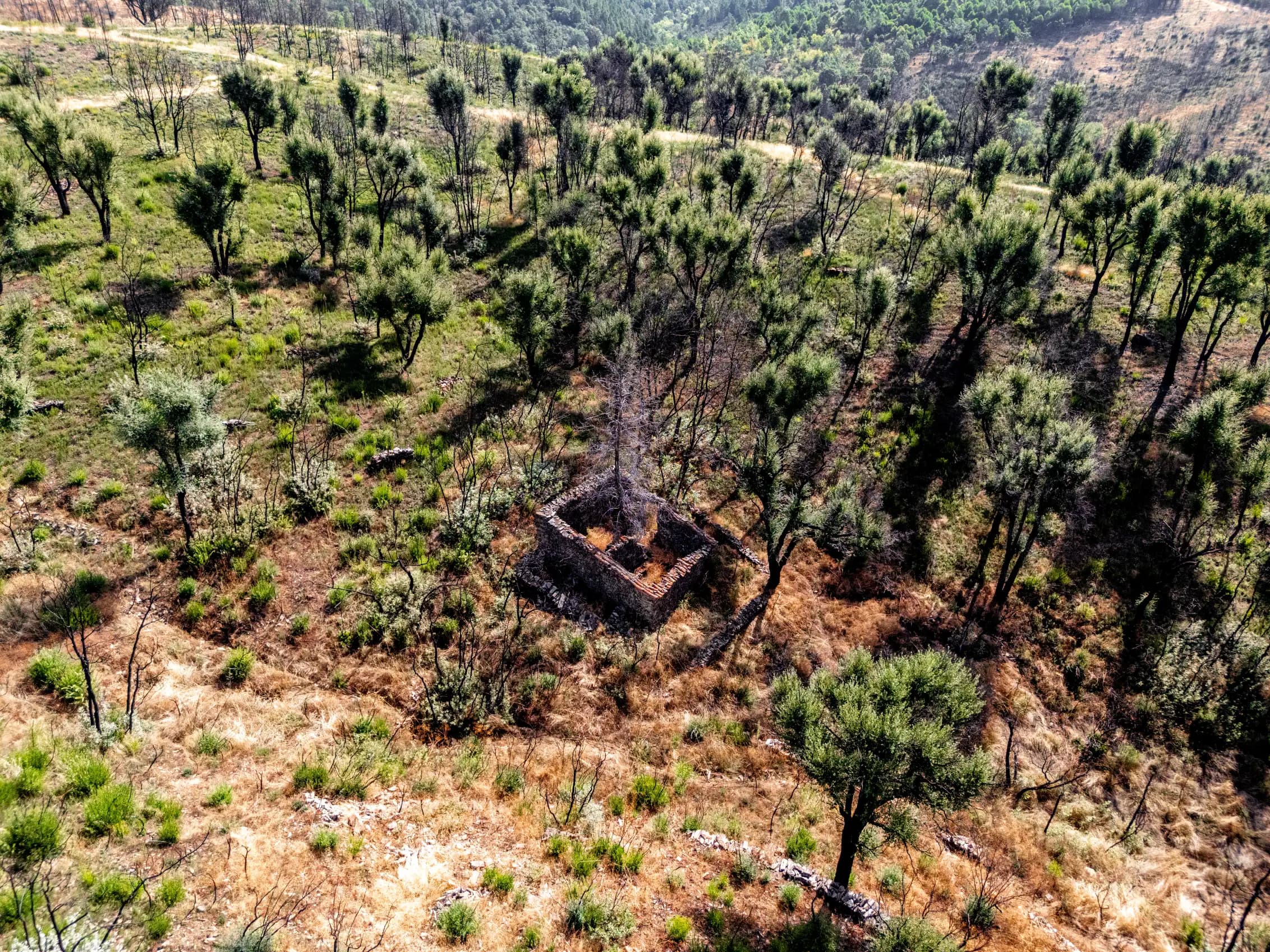 11 ha Rustic Land with Ruin in the forest