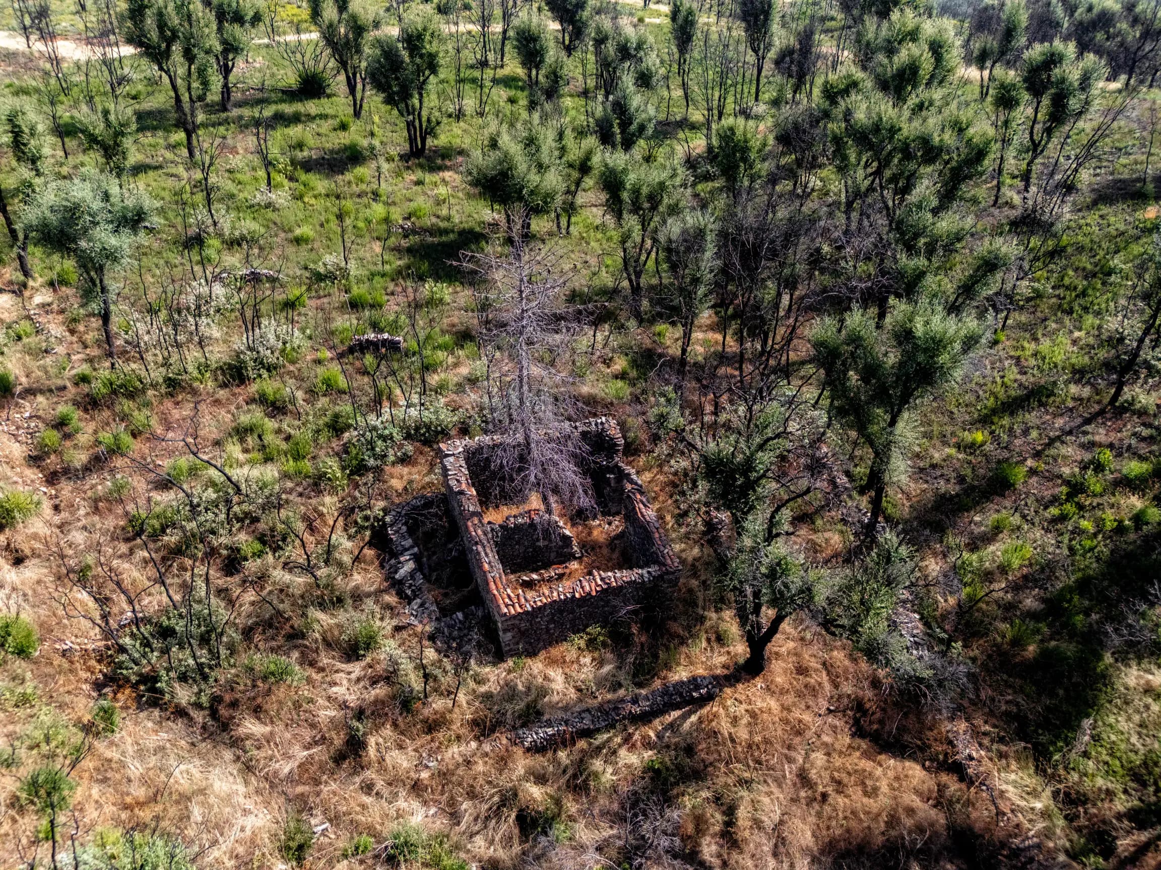 11 ha Rustic Land with Ruin in the forest - Image 3