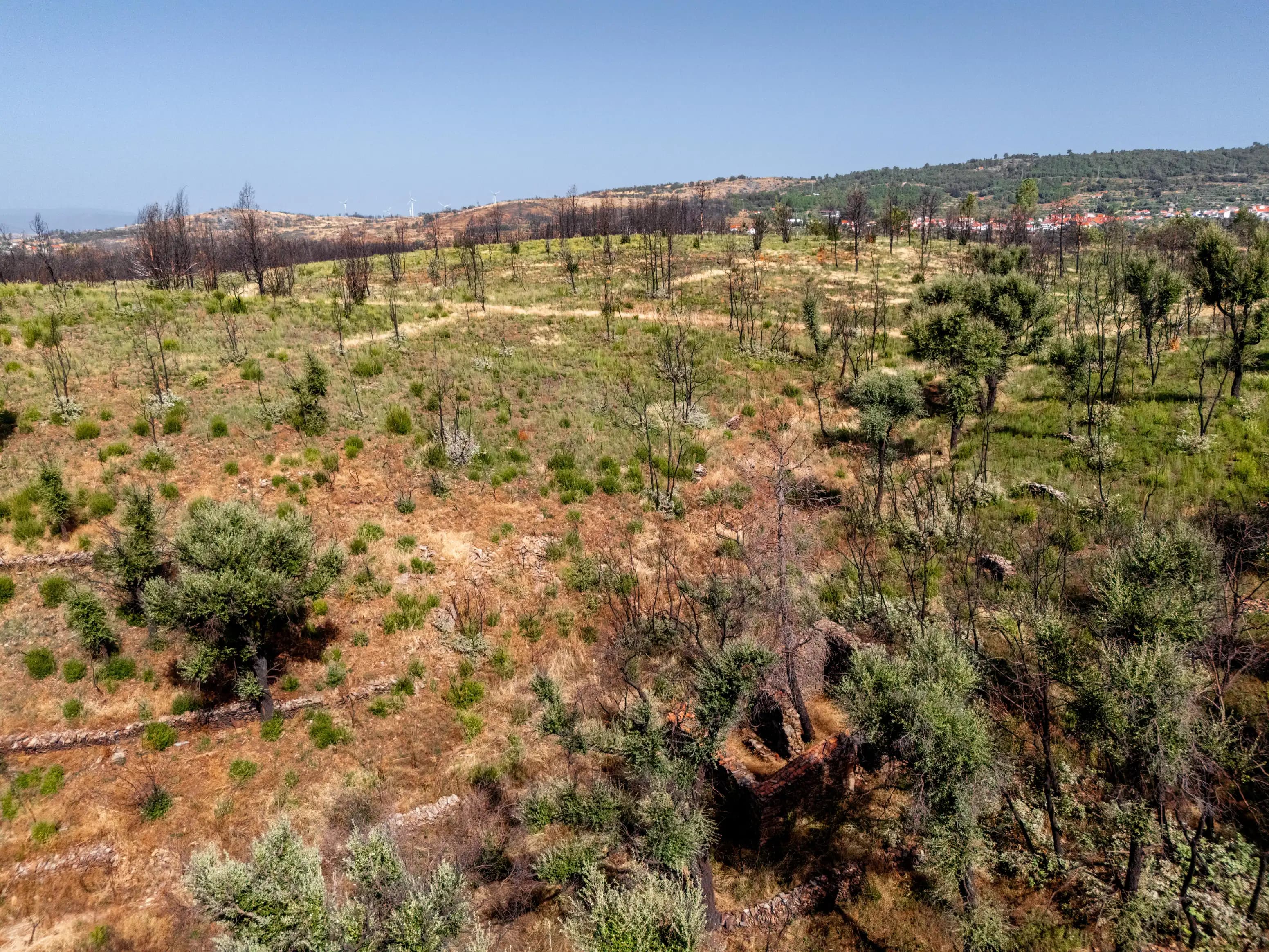 11 ha Rustic Land with Ruin in the forest - Image 2