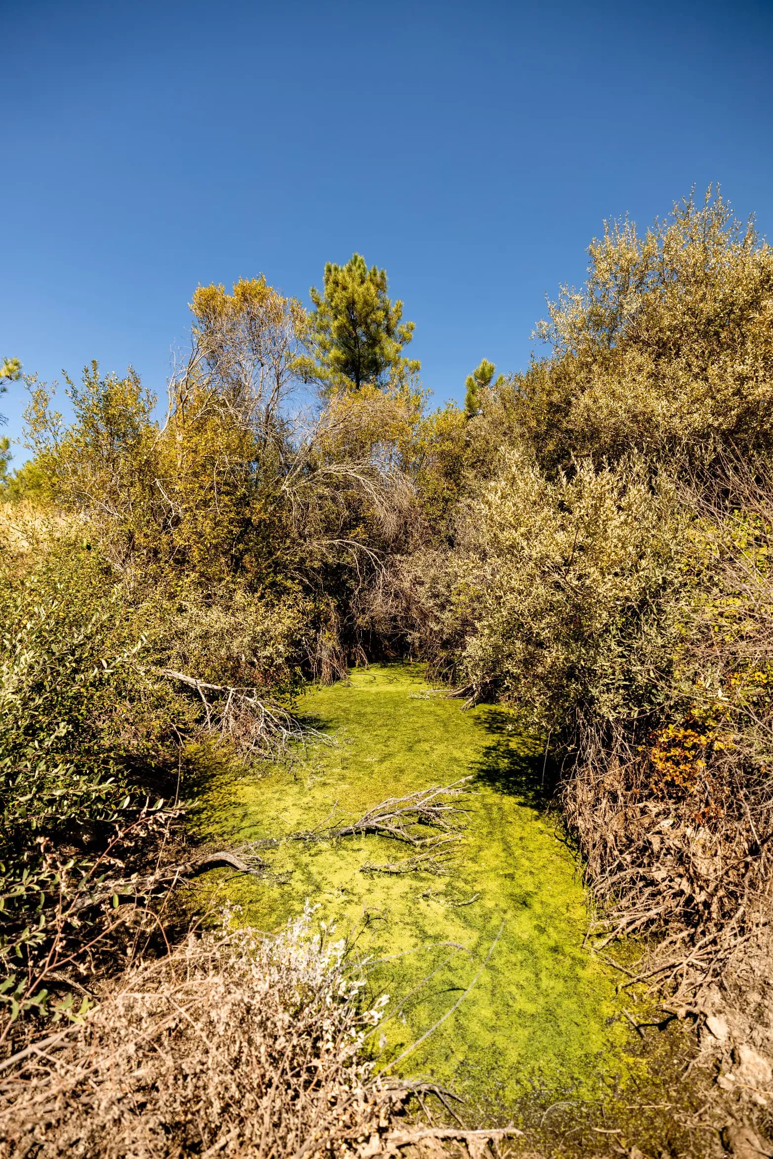 Ampio Terreno con Prato, Lago e Foresta di Pini - Image 3