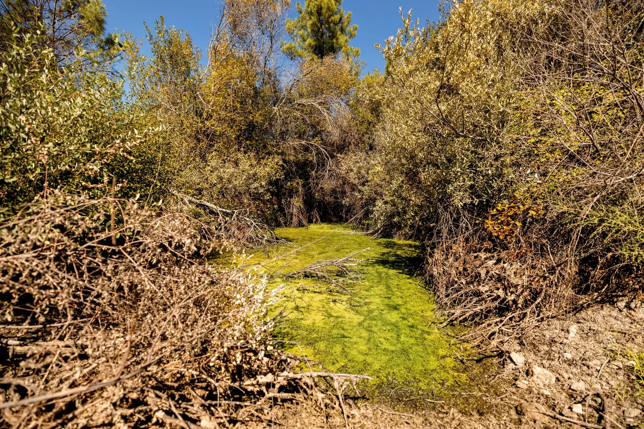 Ampio Terreno con Prato, Lago e Foresta di Pini - Image 2