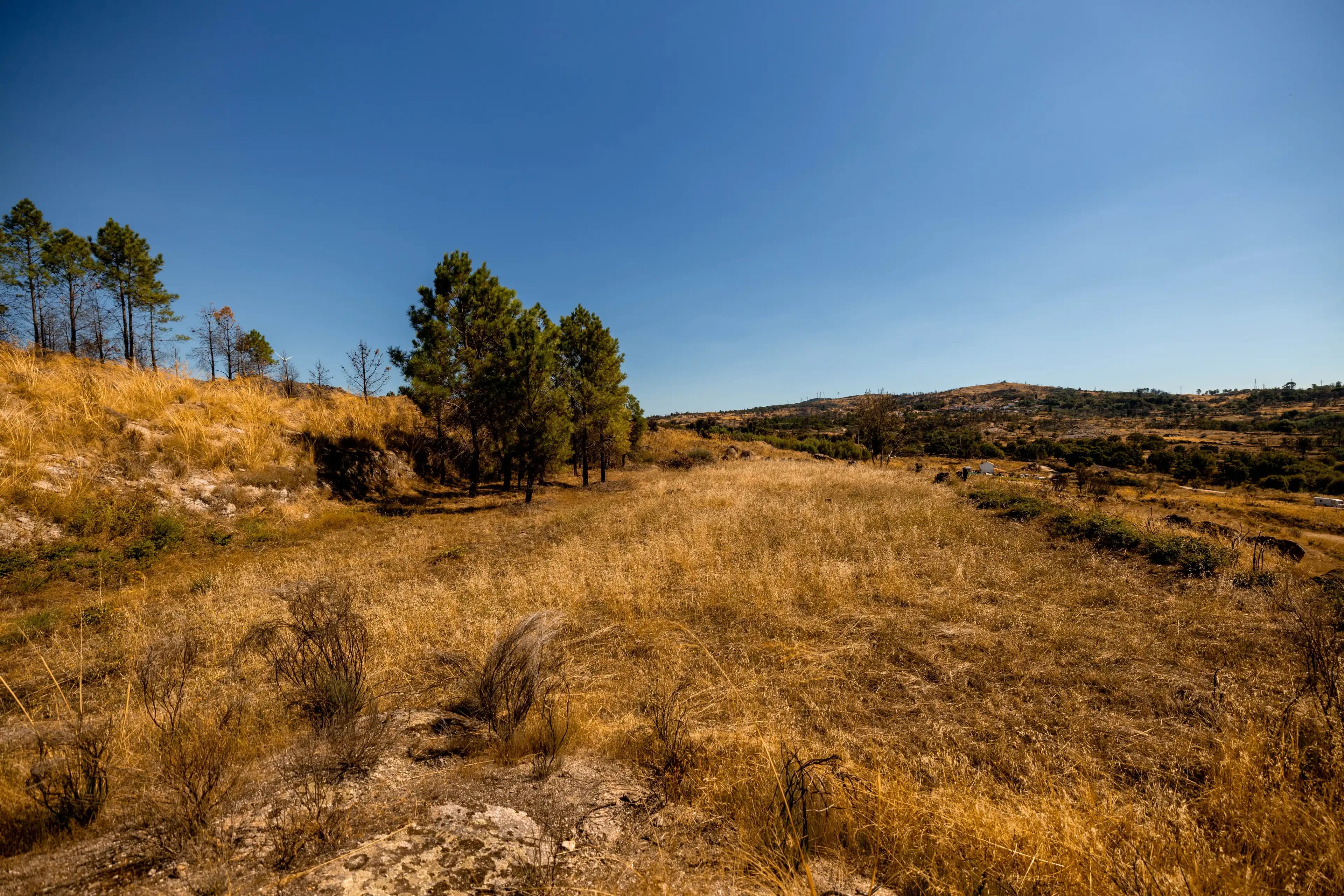 Ampio Terreno con Prato, Lago e Foresta di Pini