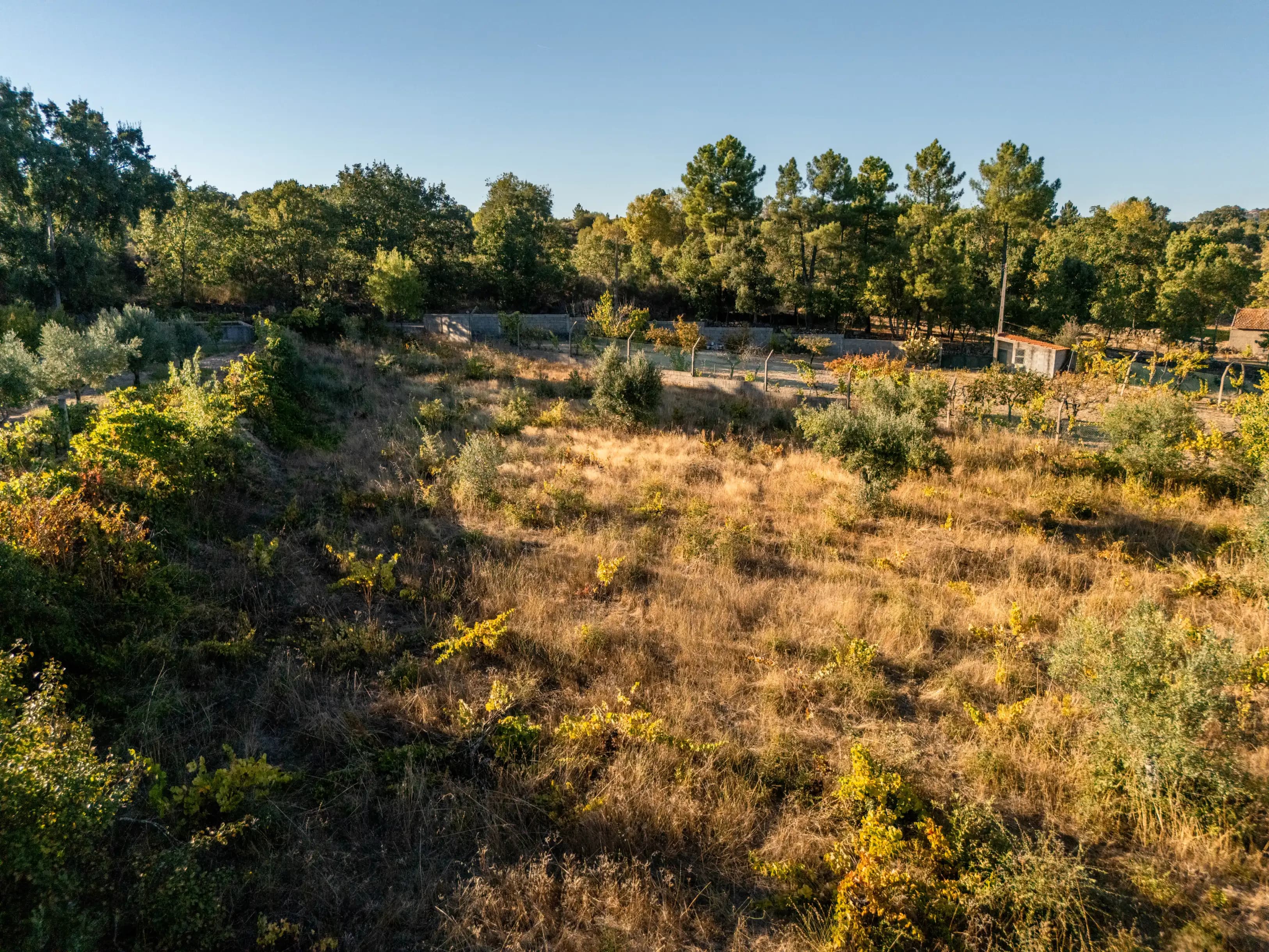 Terreno Rustico Recintato di 5.000 m² a Casteleiro - Image 2