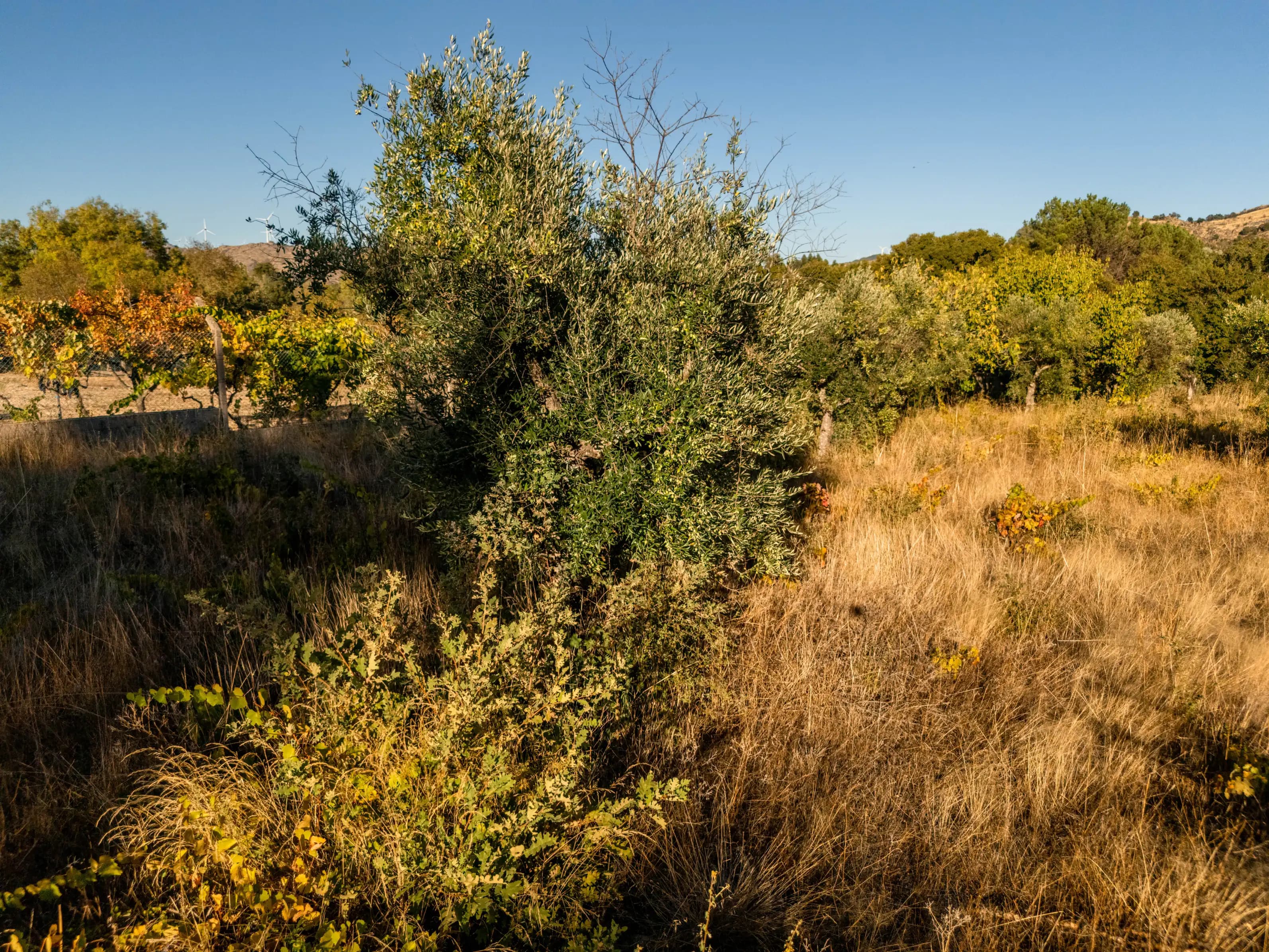 Terreno Rustico Recintato di 5.000 m² a Casteleiro - Image 1