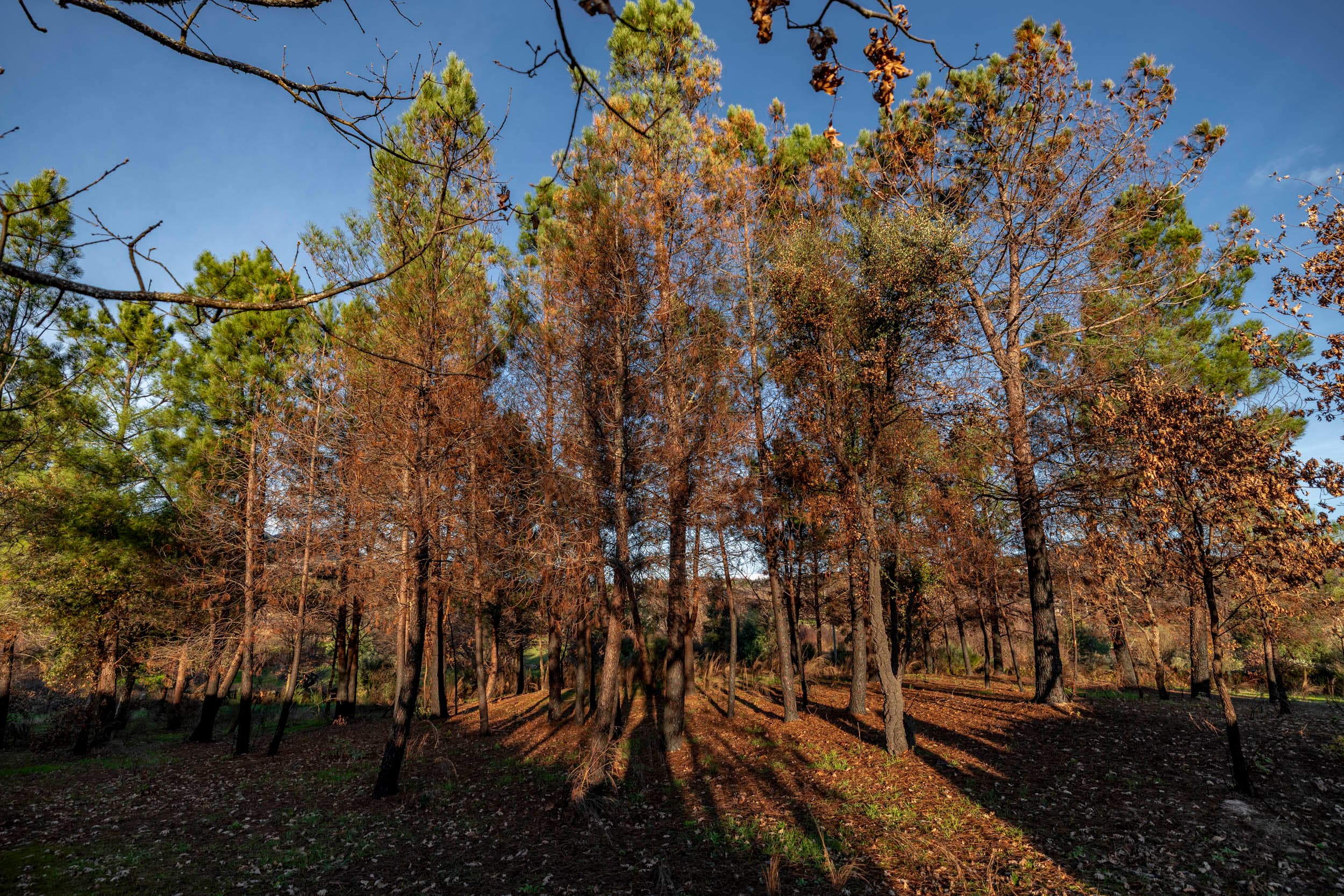 6,000 m² of Tranquil Forest with Meadow and Water - Image 15