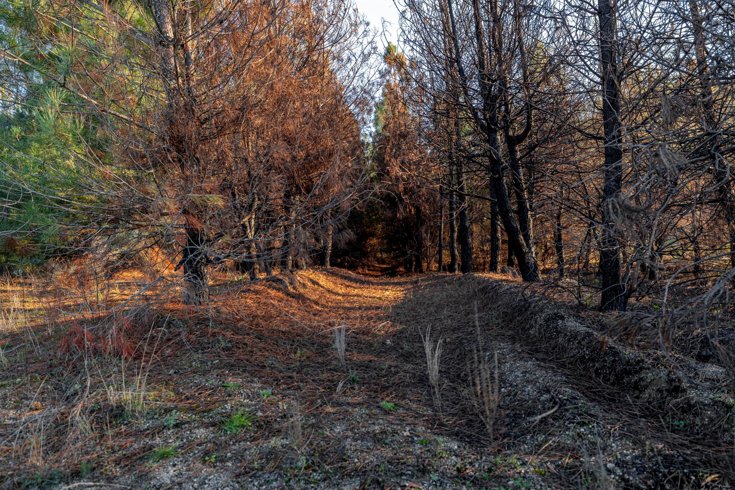 1 ha of pine forest and storage space - Image 12