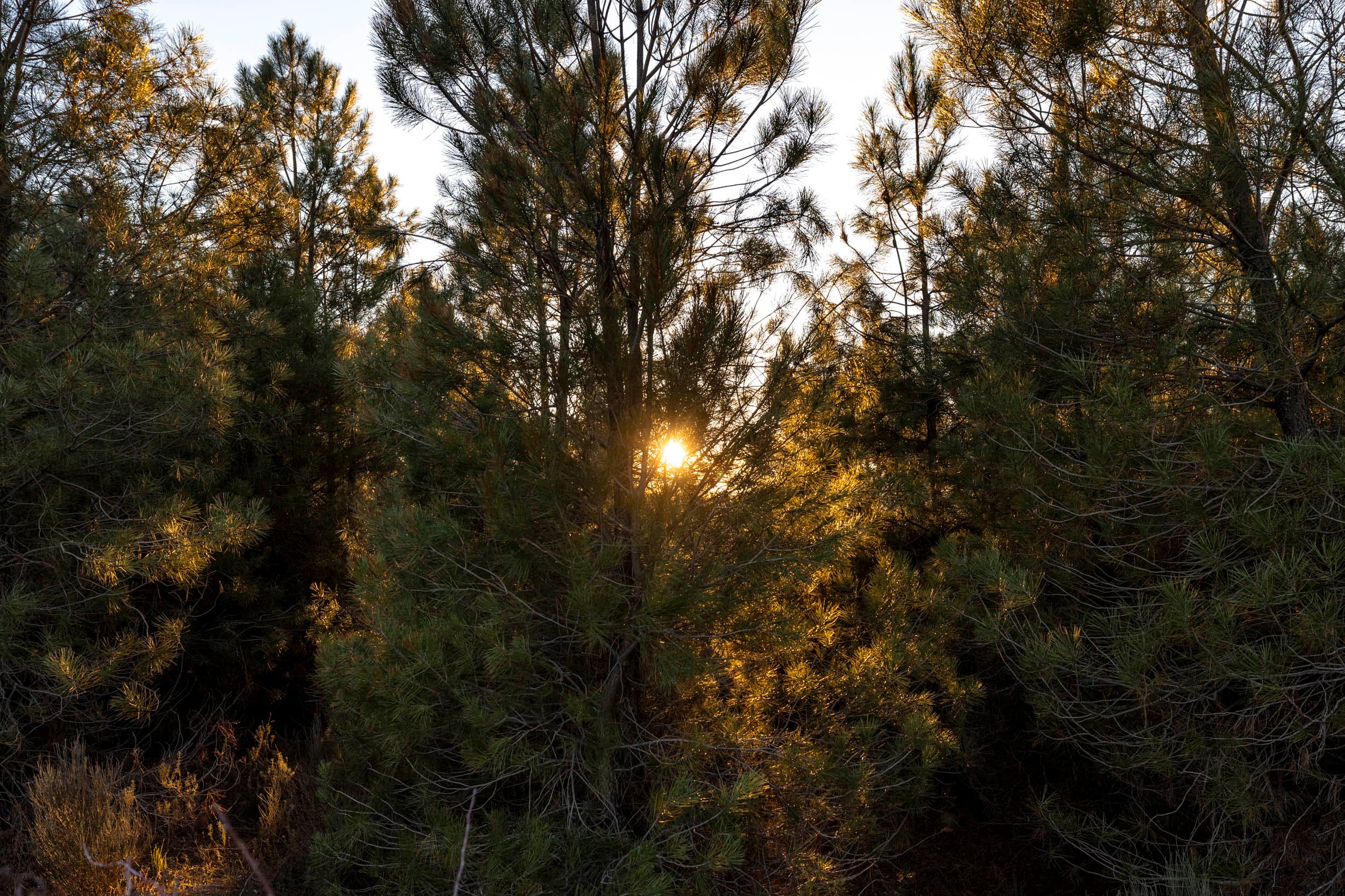 1 ha of pine forest and storage space - Image 11