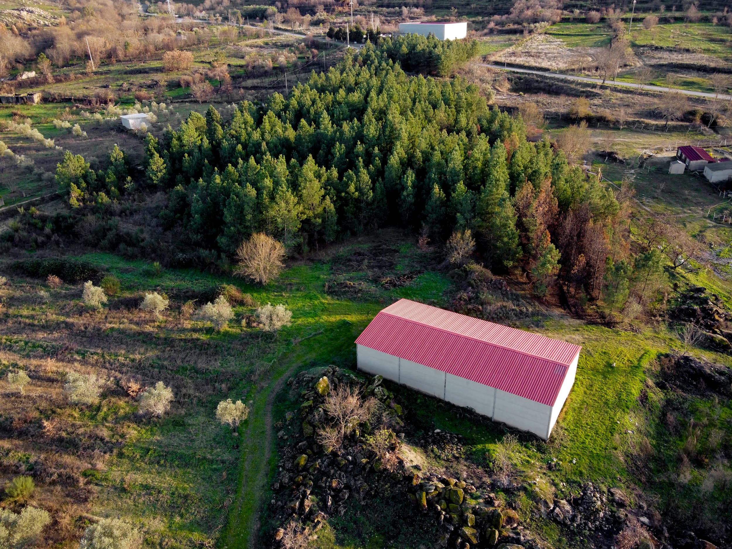 1 ha of pine forest and storage space - Image 1