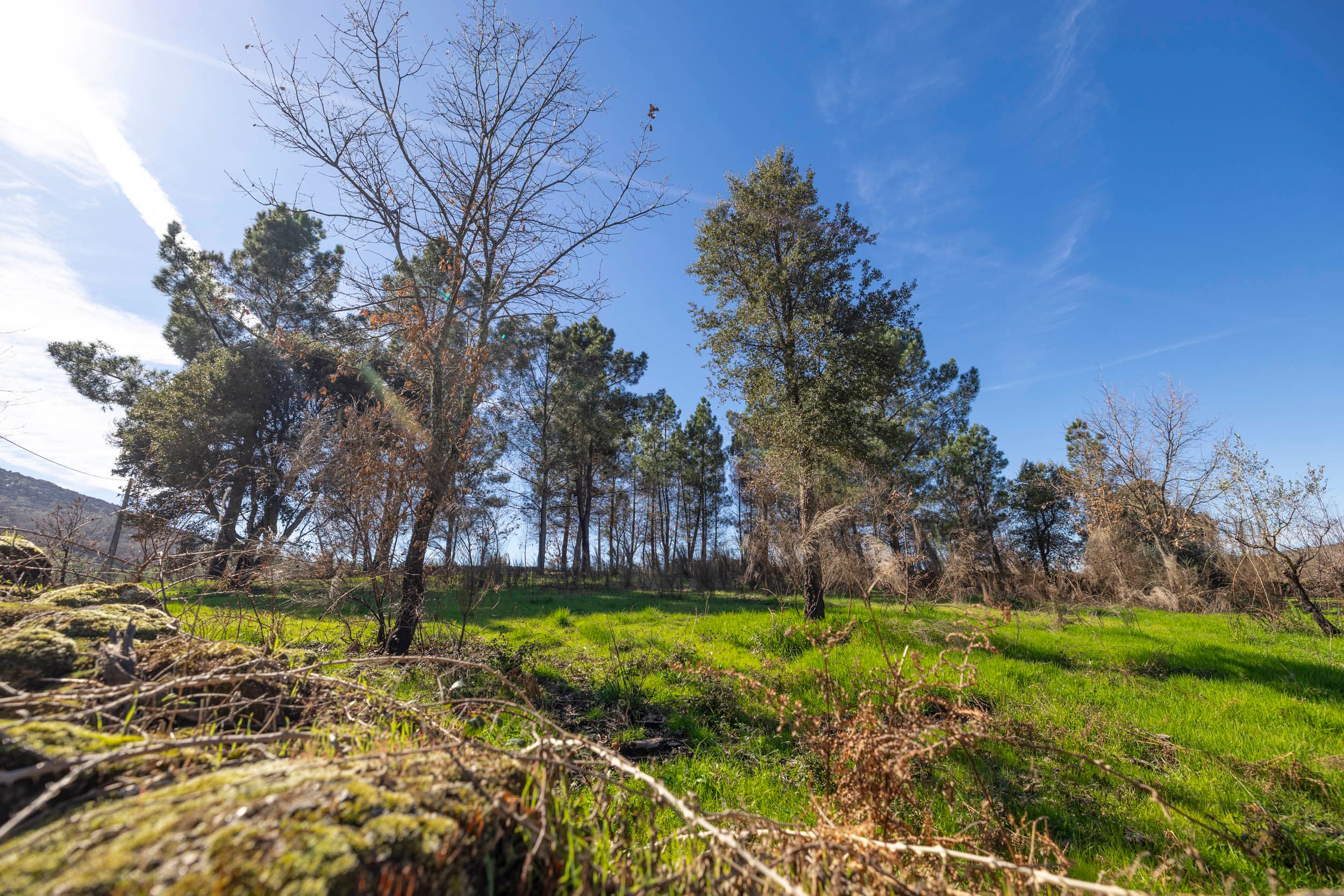 6,000 m² of Tranquil Forest with Meadow and Water - Image 1