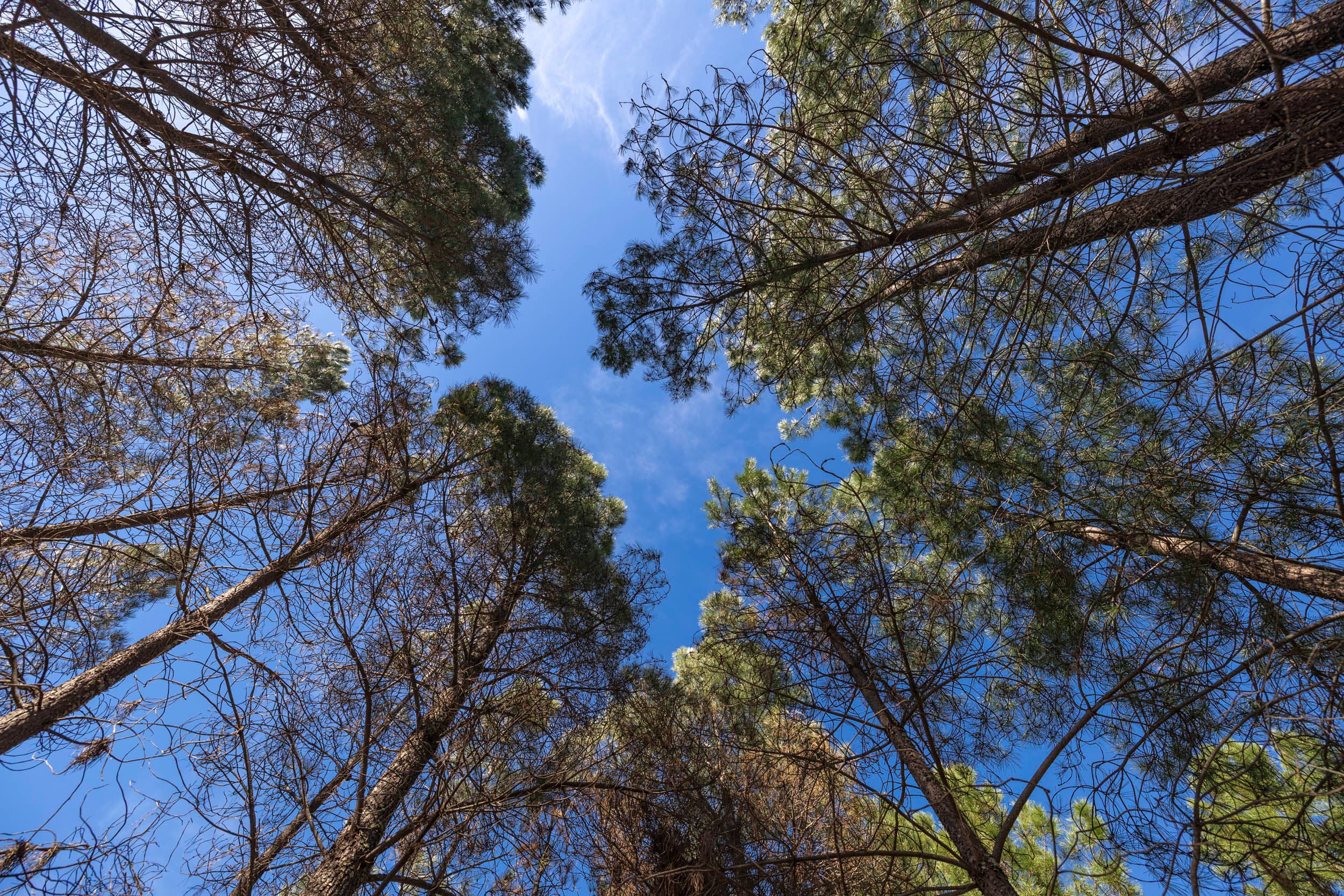 6,000 m² of Tranquil Forest with Meadow and Water - Image 2