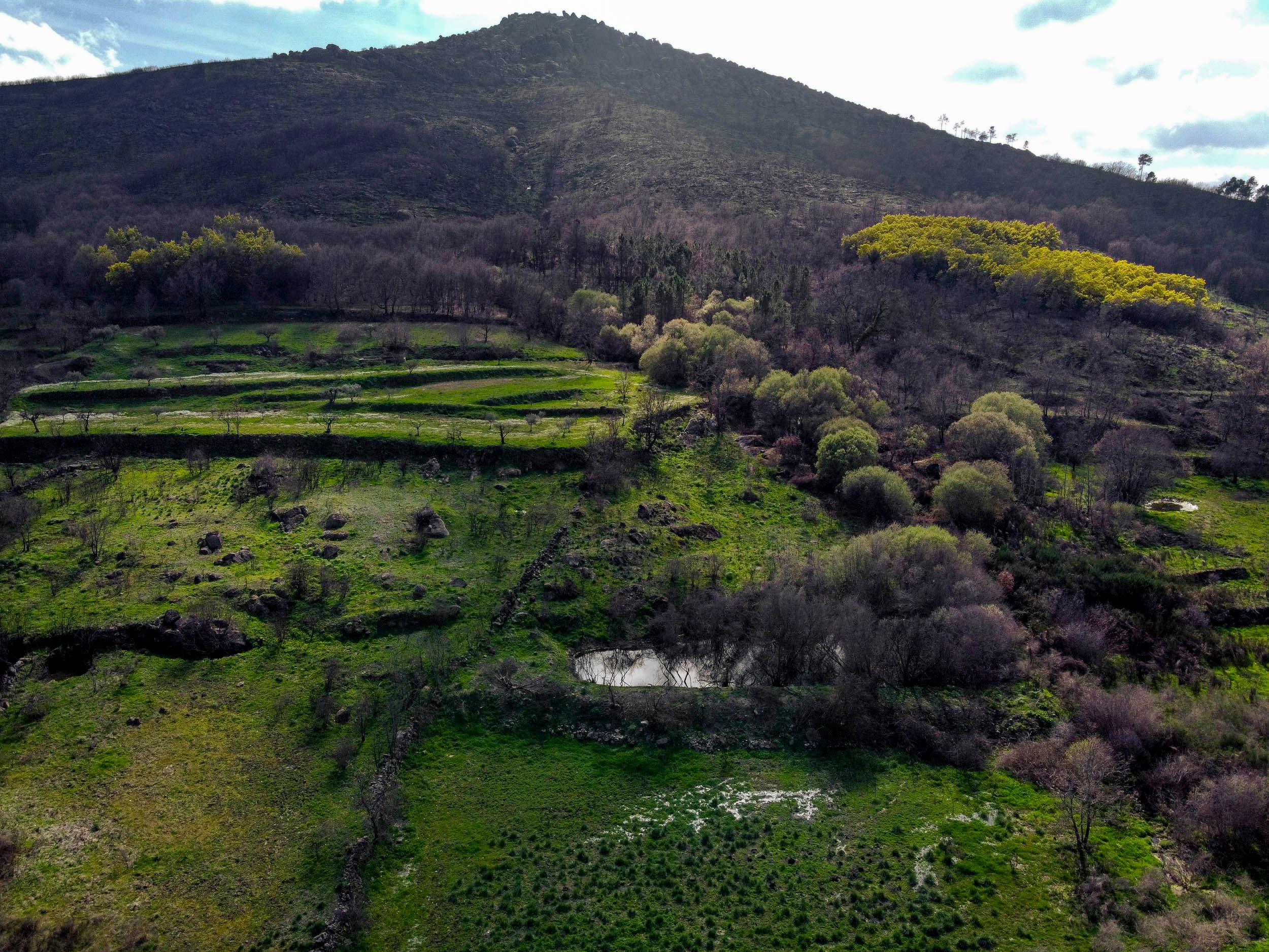 4 ha with 2 buildings of tranquility with olive trees - Image 40