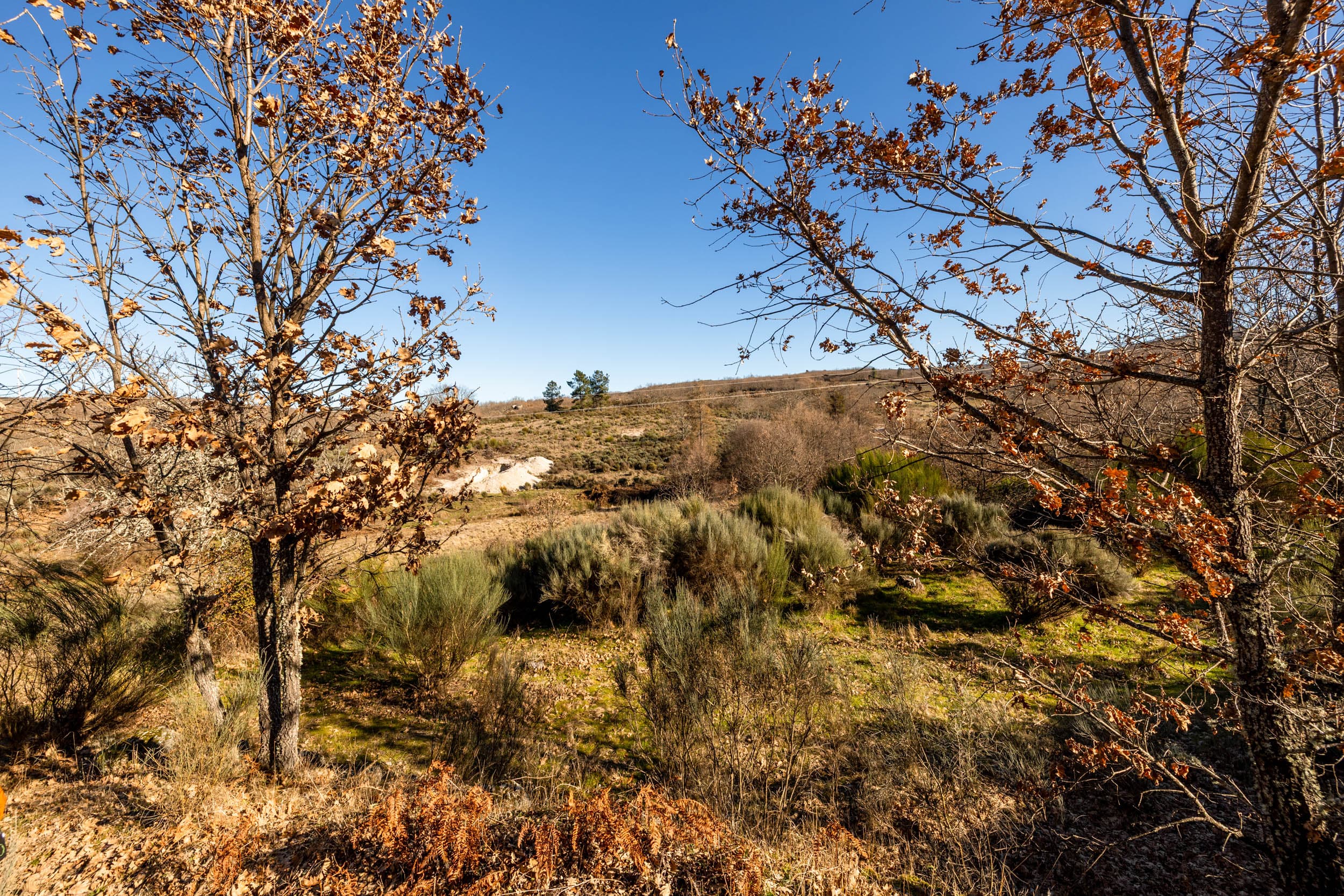 House between Forest and Open Hills - Image 2