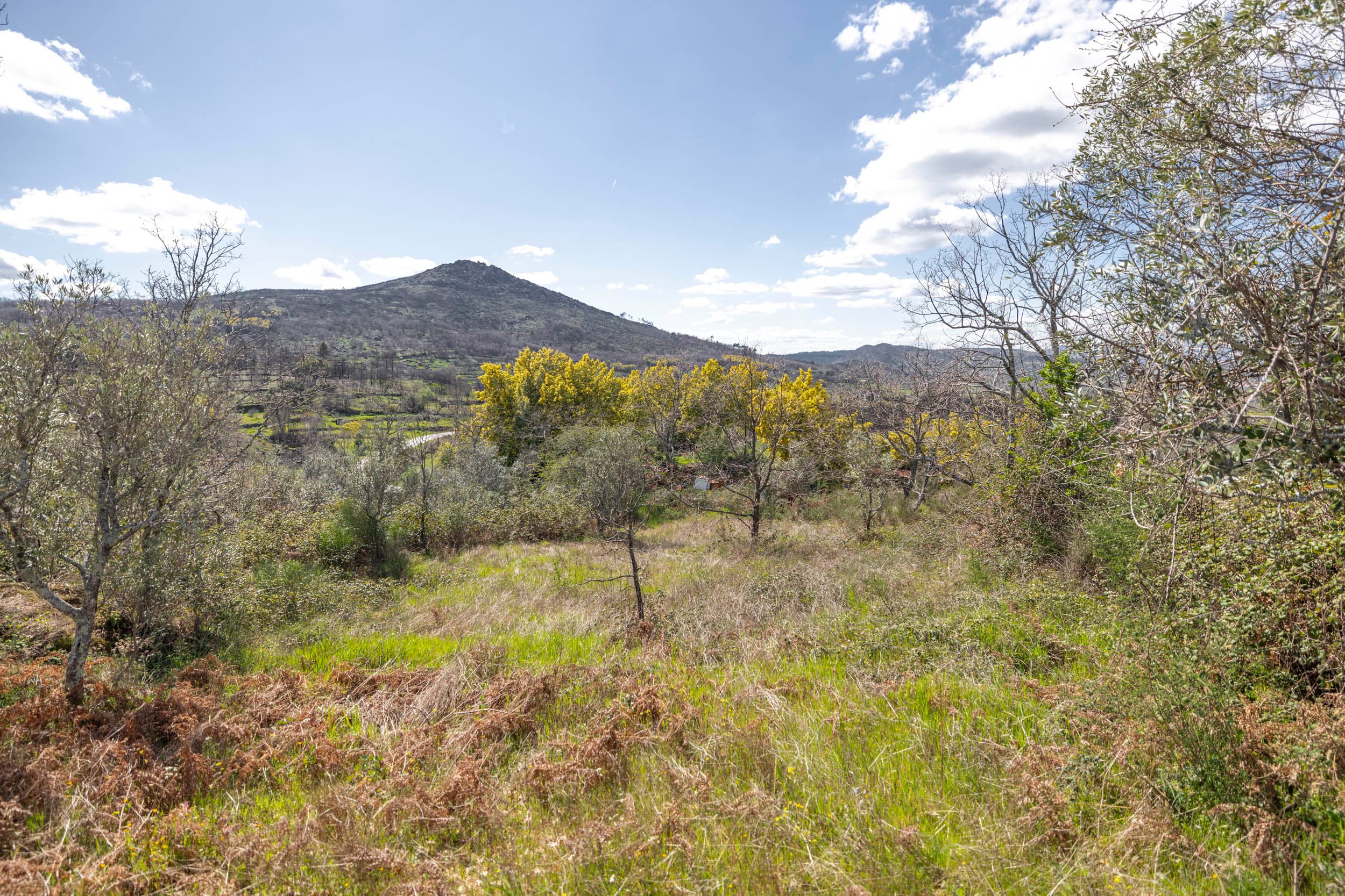 6,5 ha avec Abondance d'Arbres Fruitiers et Sources d'Eau - Image 26