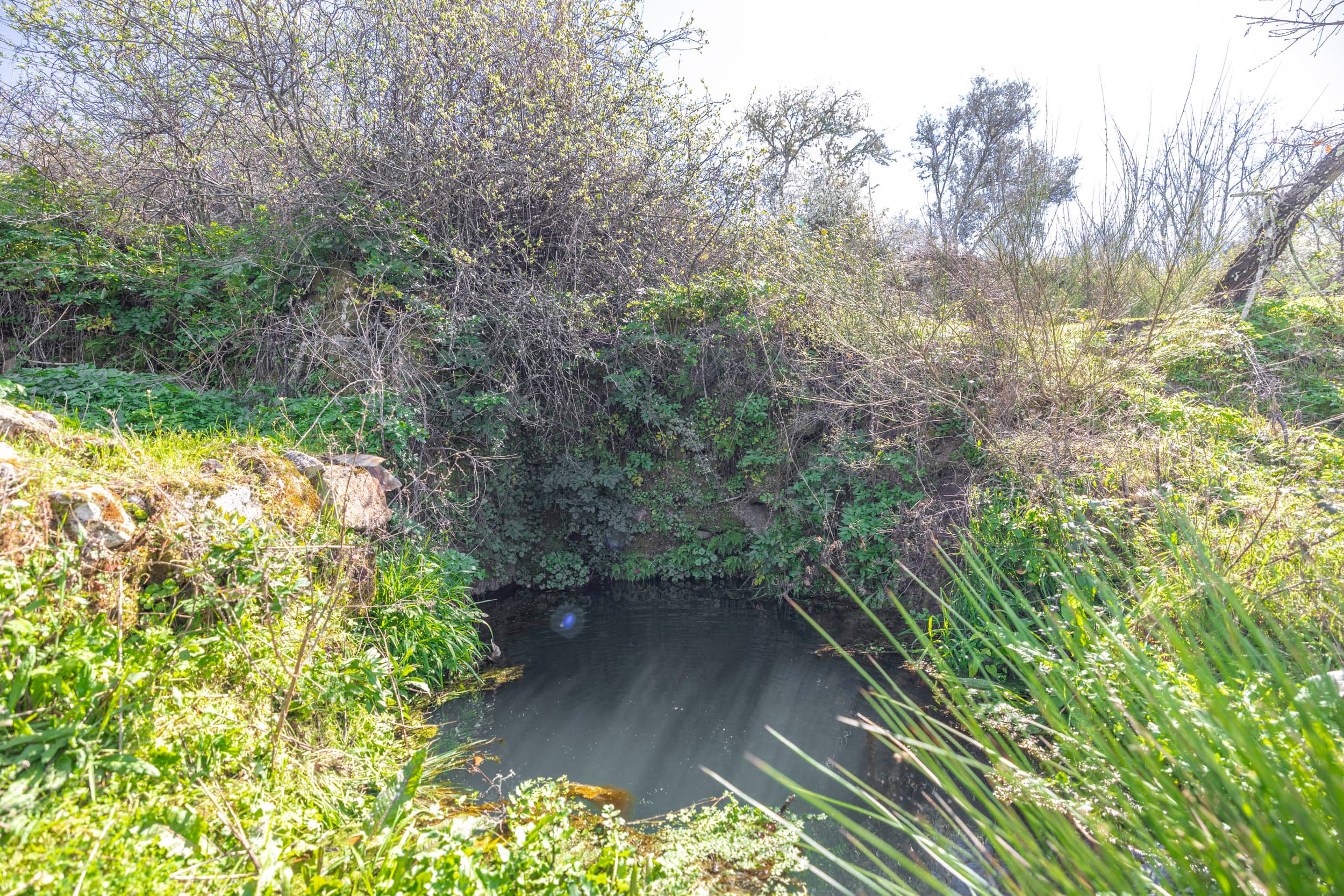 6,5 ha avec Abondance d'Arbres Fruitiers et Sources d'Eau - Image 25