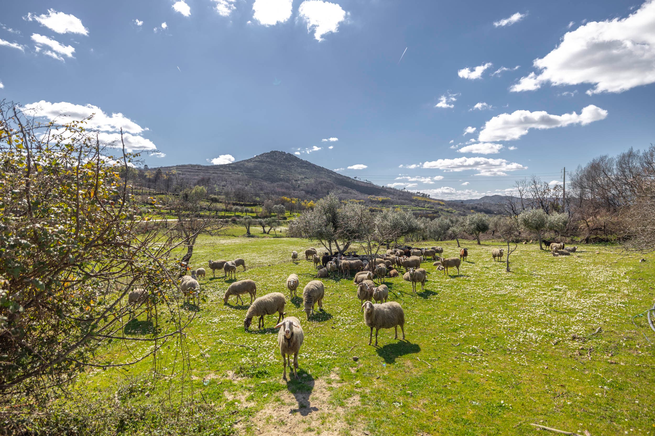 6,5 ha avec Abondance d'Arbres Fruitiers et Sources d'Eau