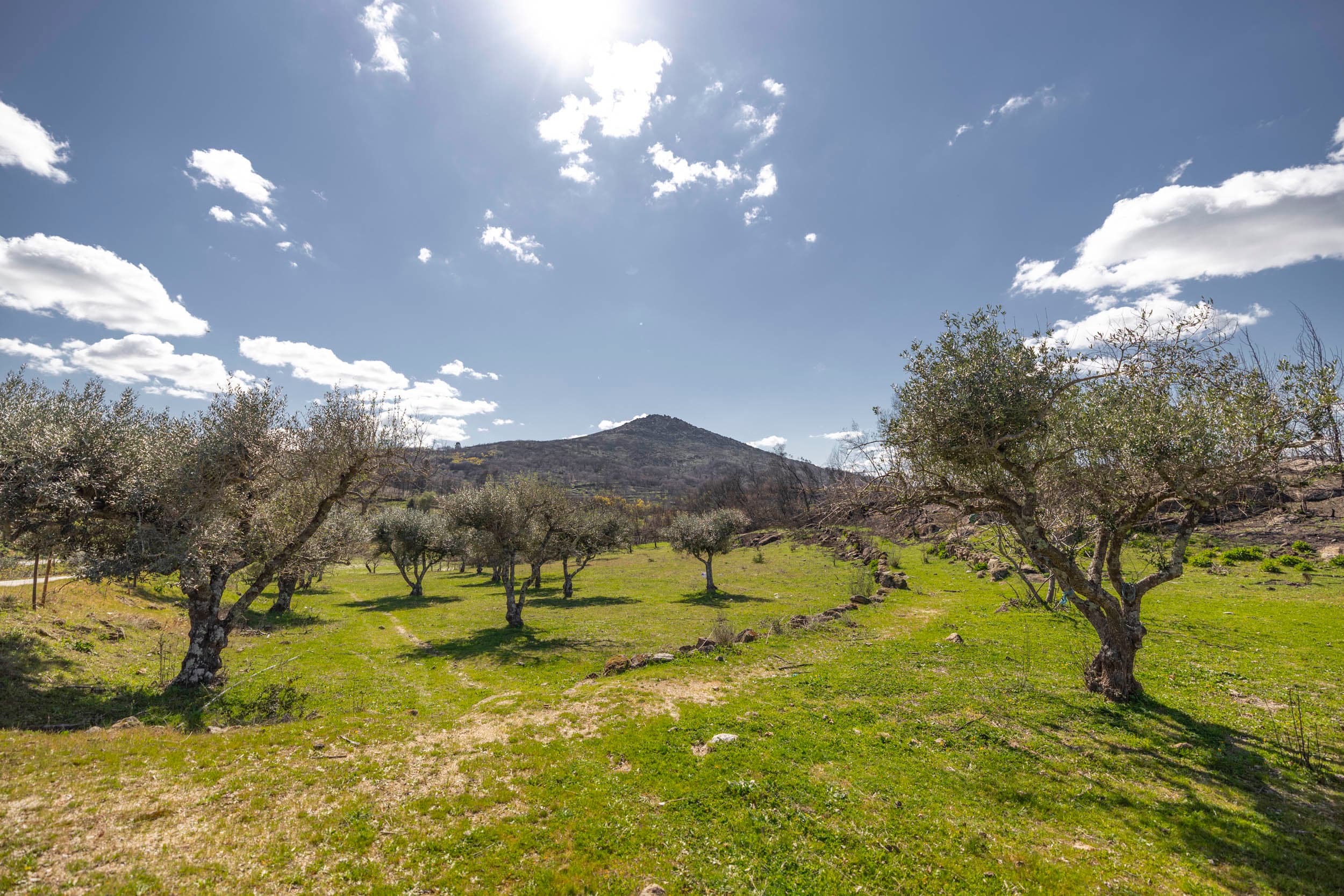 6,5 ha avec Abondance d'Arbres Fruitiers et Sources d'Eau - Image 3