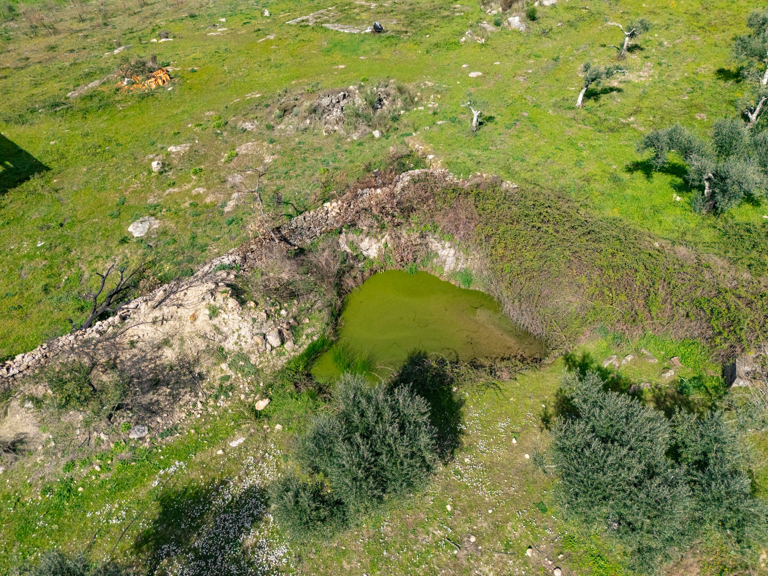 6,5 ha avec Abondance d'Arbres Fruitiers et Sources d'Eau - Image 2