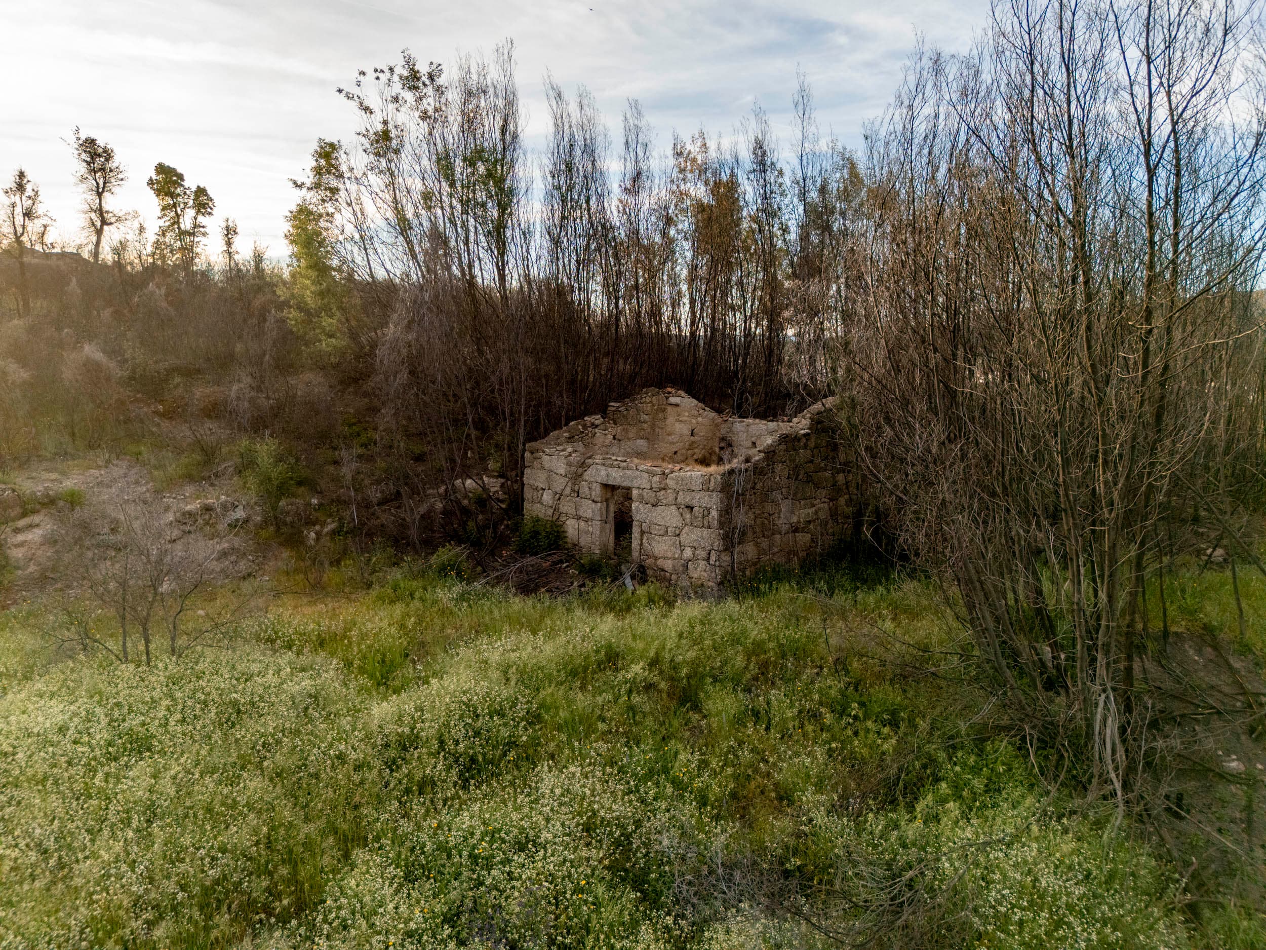Hidden Land with Ruin, Water and Olive Trees - Image 6