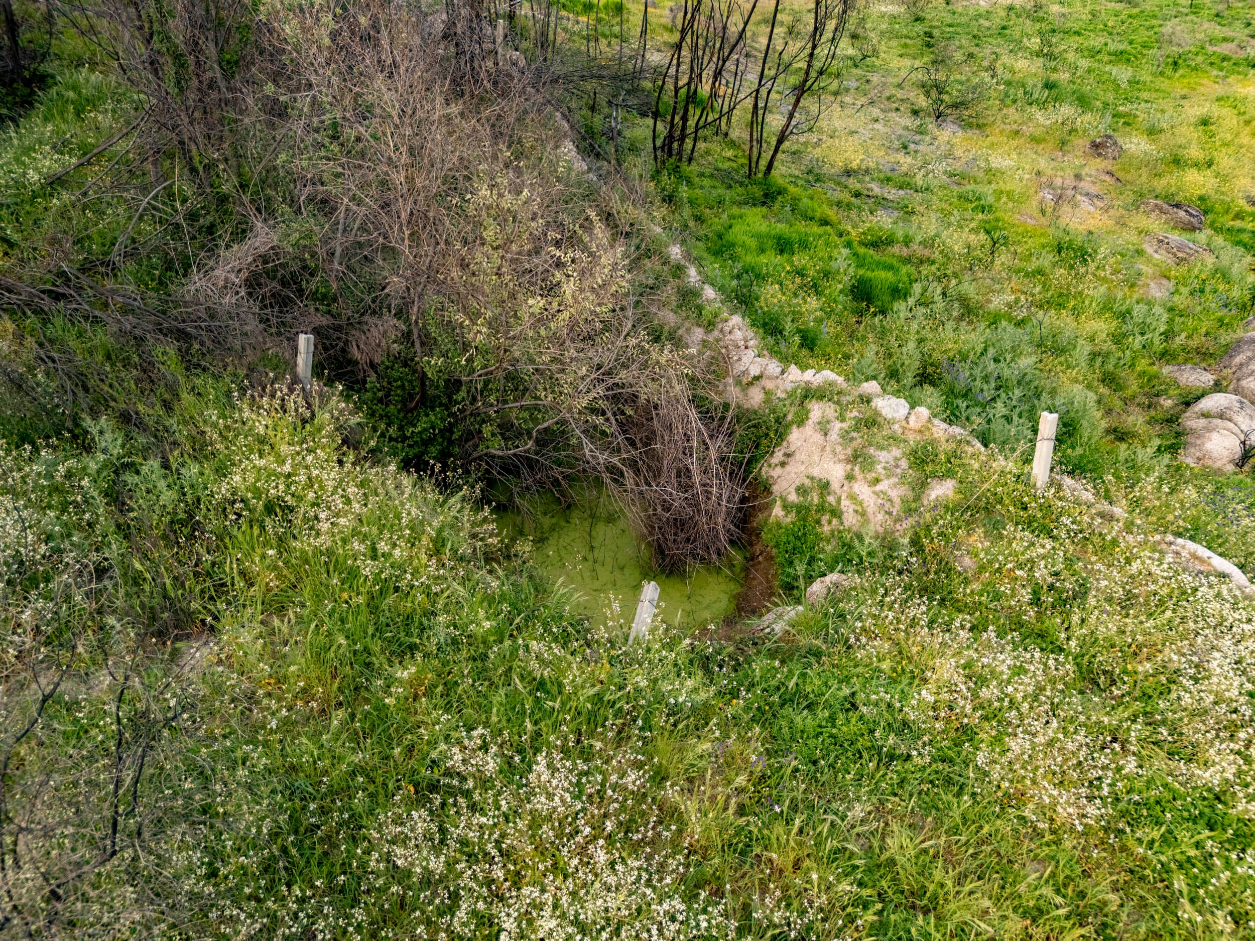 Hidden Land with Ruin, Water and Olive Trees - Image 2