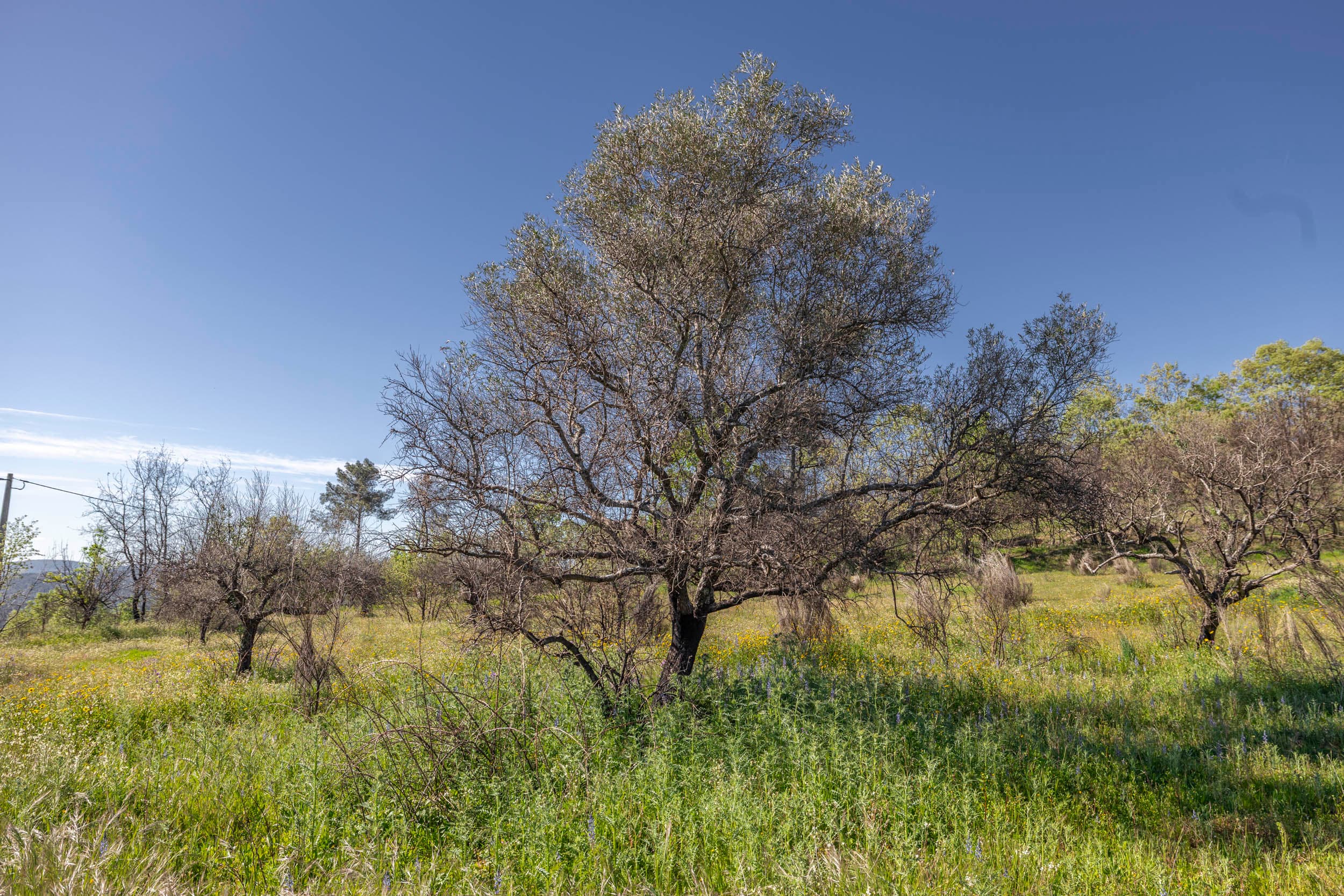 Grundstück mit Ruine und Wald in Sabugal - Image 22