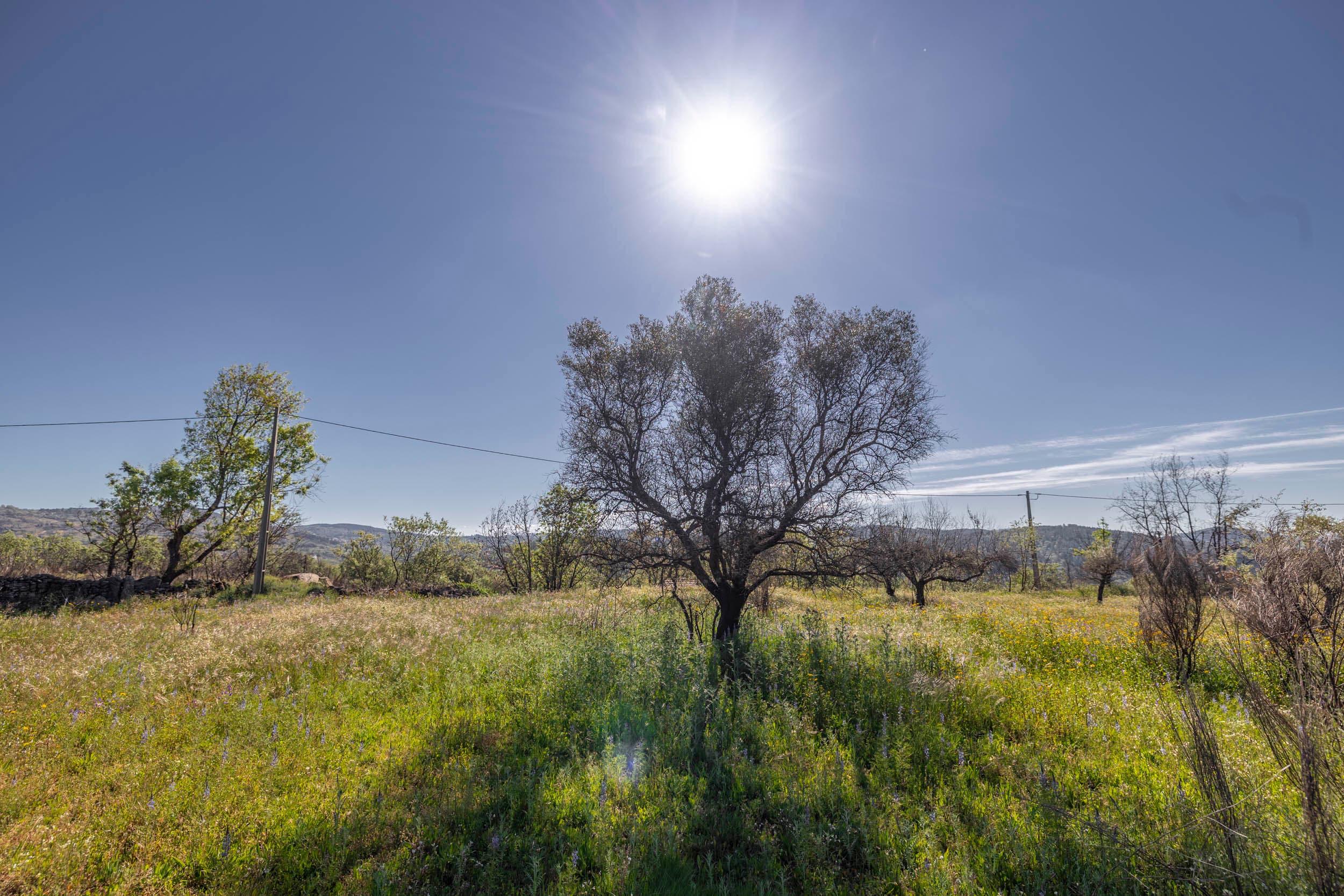 Grundstück mit Ruine und Wald in Sabugal - Image 1