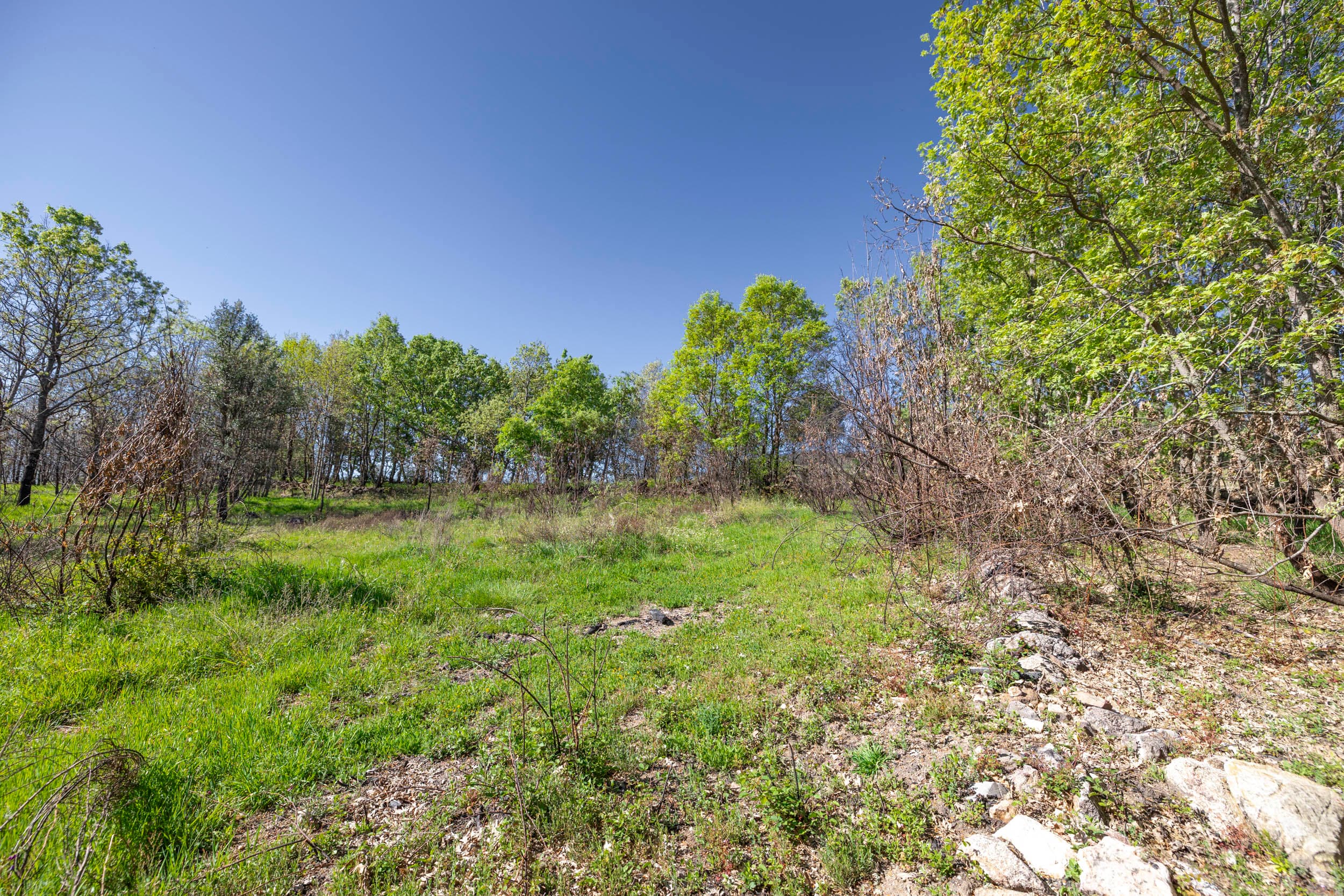 Grundstück mit Ruine und Wald in Sabugal - Image 3