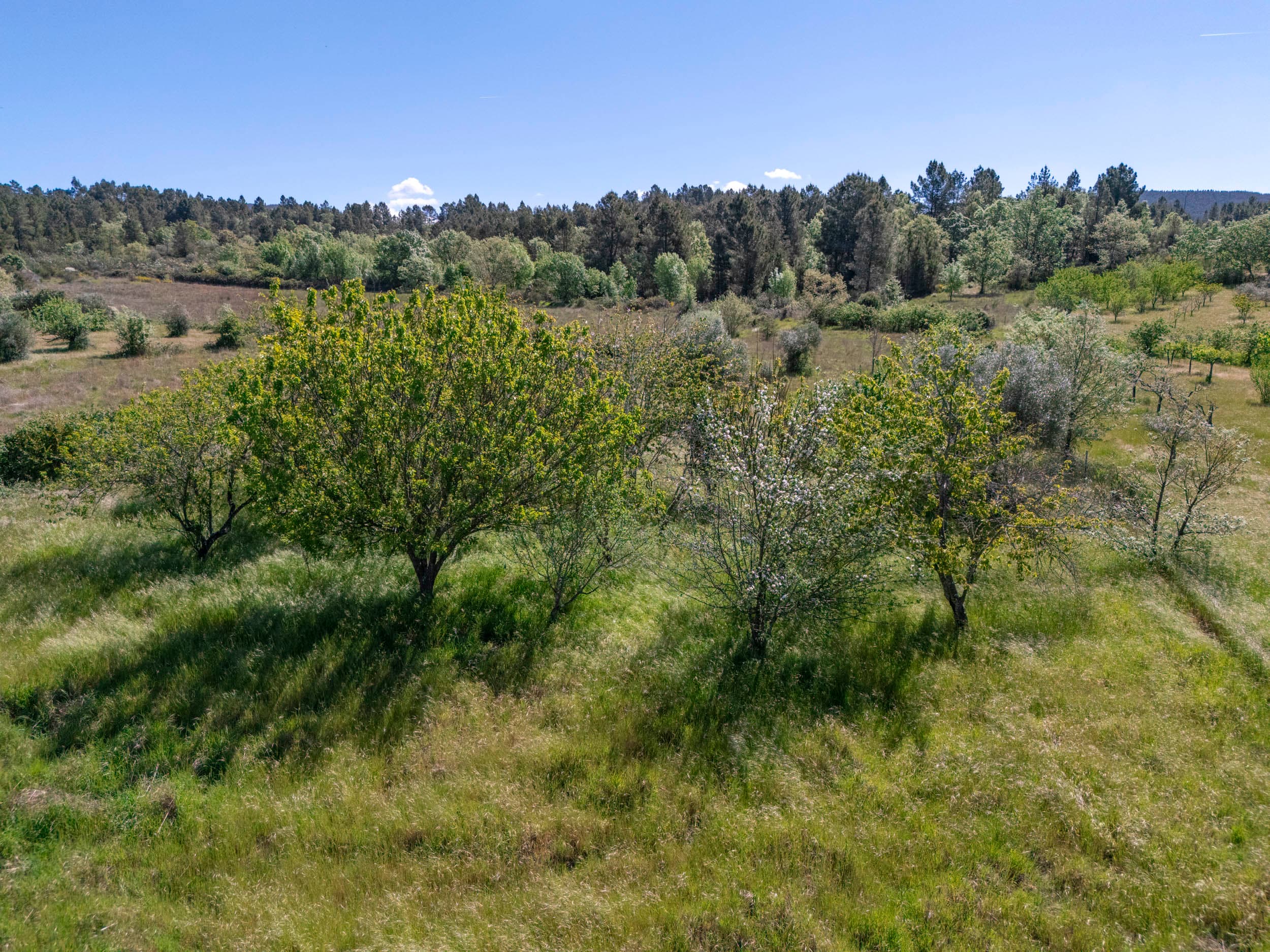3000m² Grundstück mit Brunnen und Straßenanbindung - Image 2