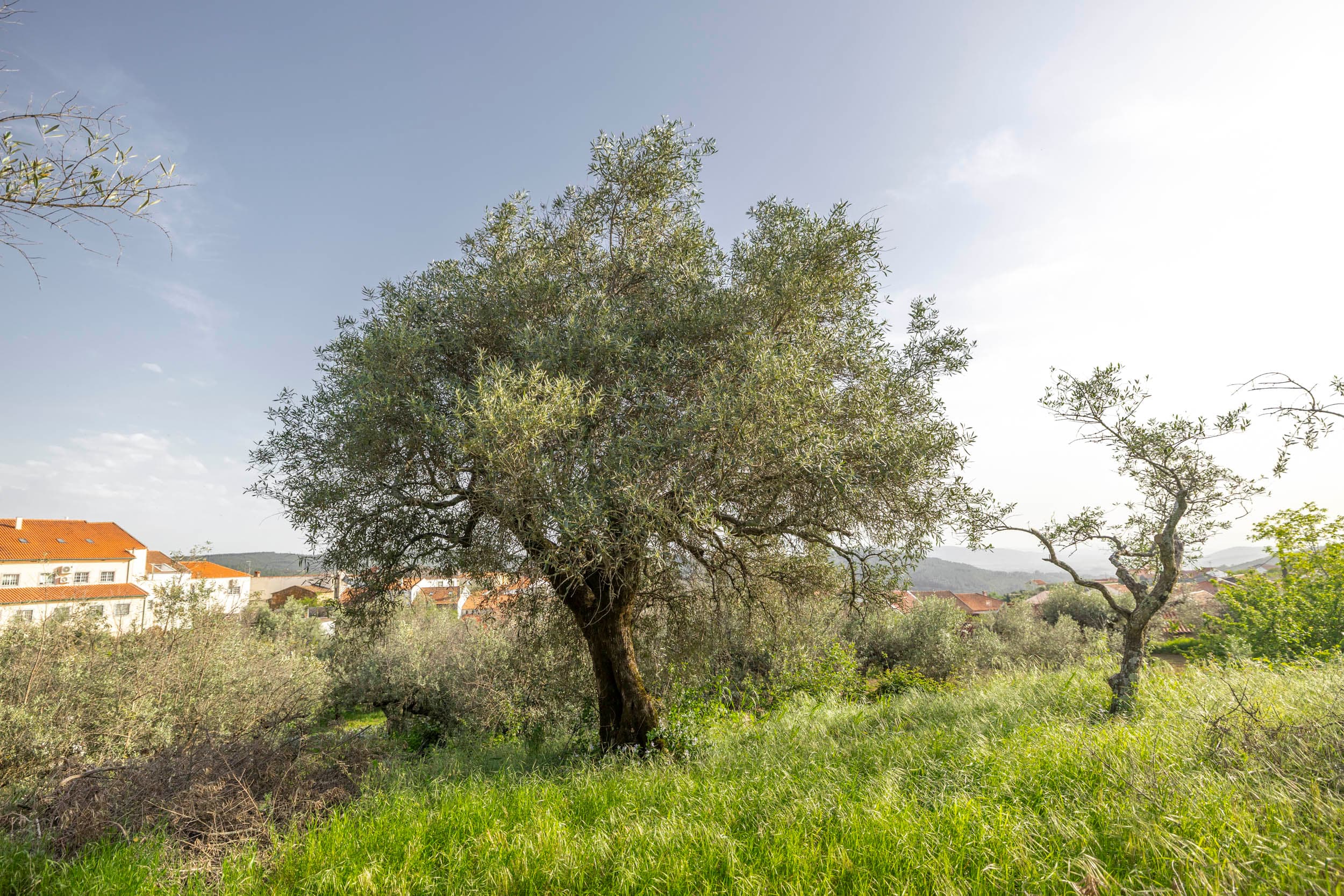 Urban Land with Old Stone House in Santo Estêvão - Image 1