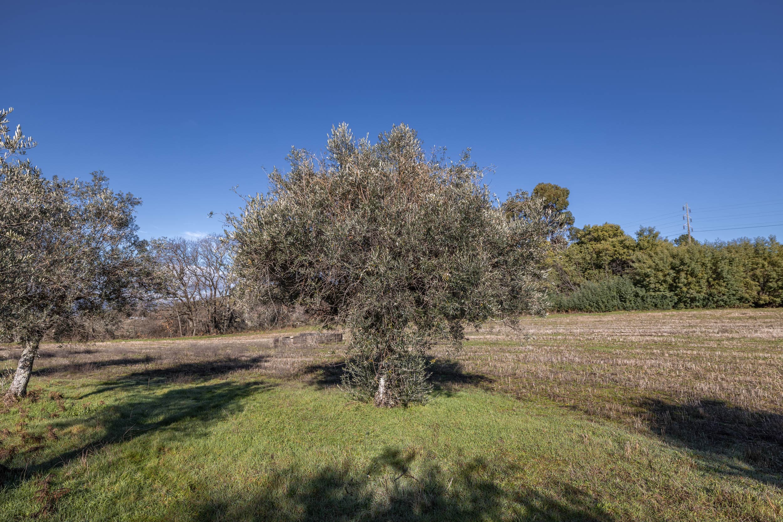 Deux Prairies Calmes Près du Village