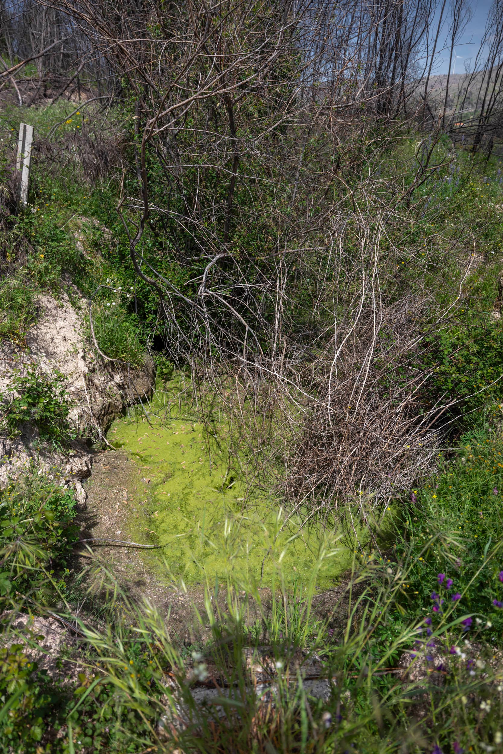 Terreno Oculto con Ruina, Agua y Olivos - Image 3