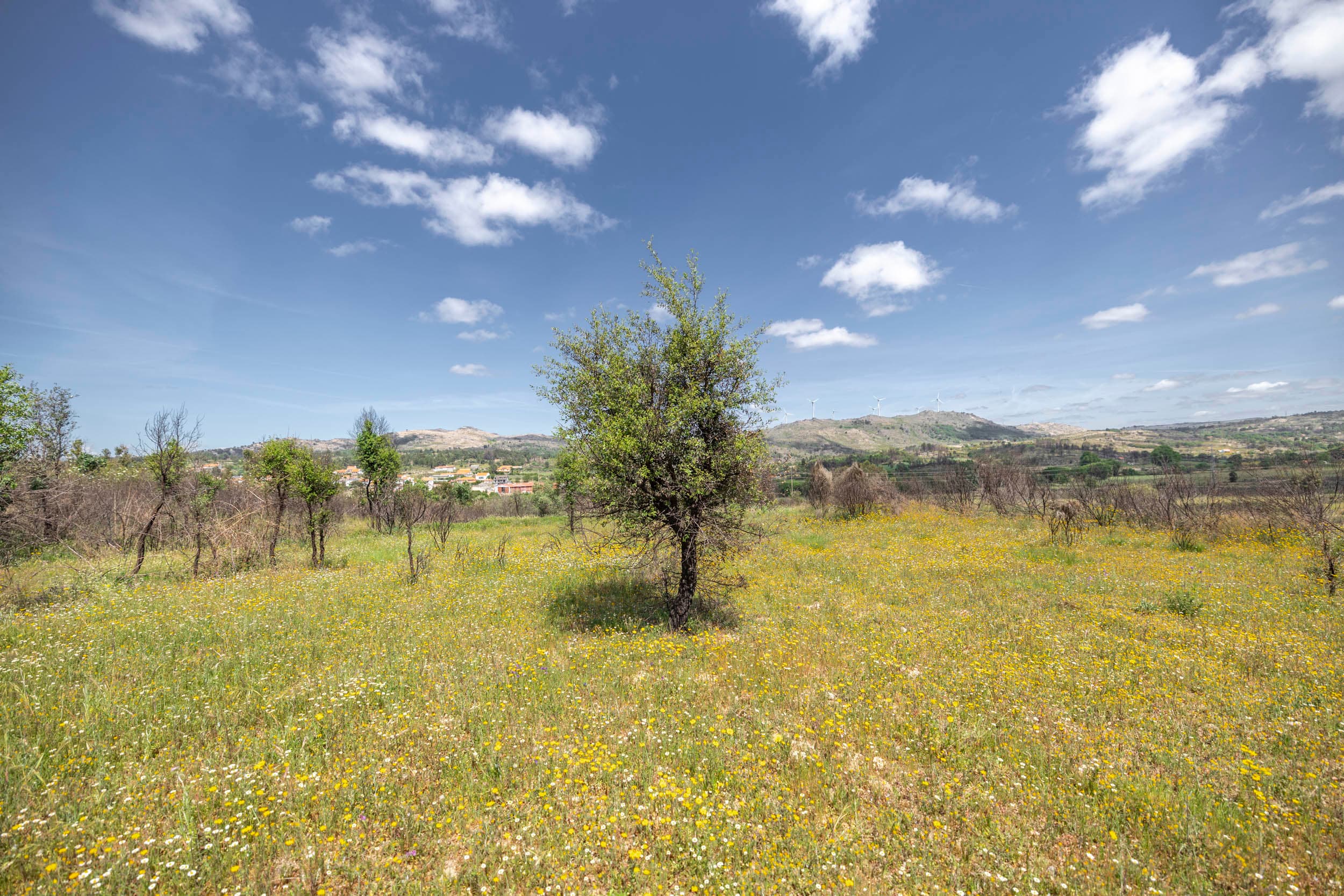 Terreno Oculto con Ruina, Agua y Olivos - Image 1