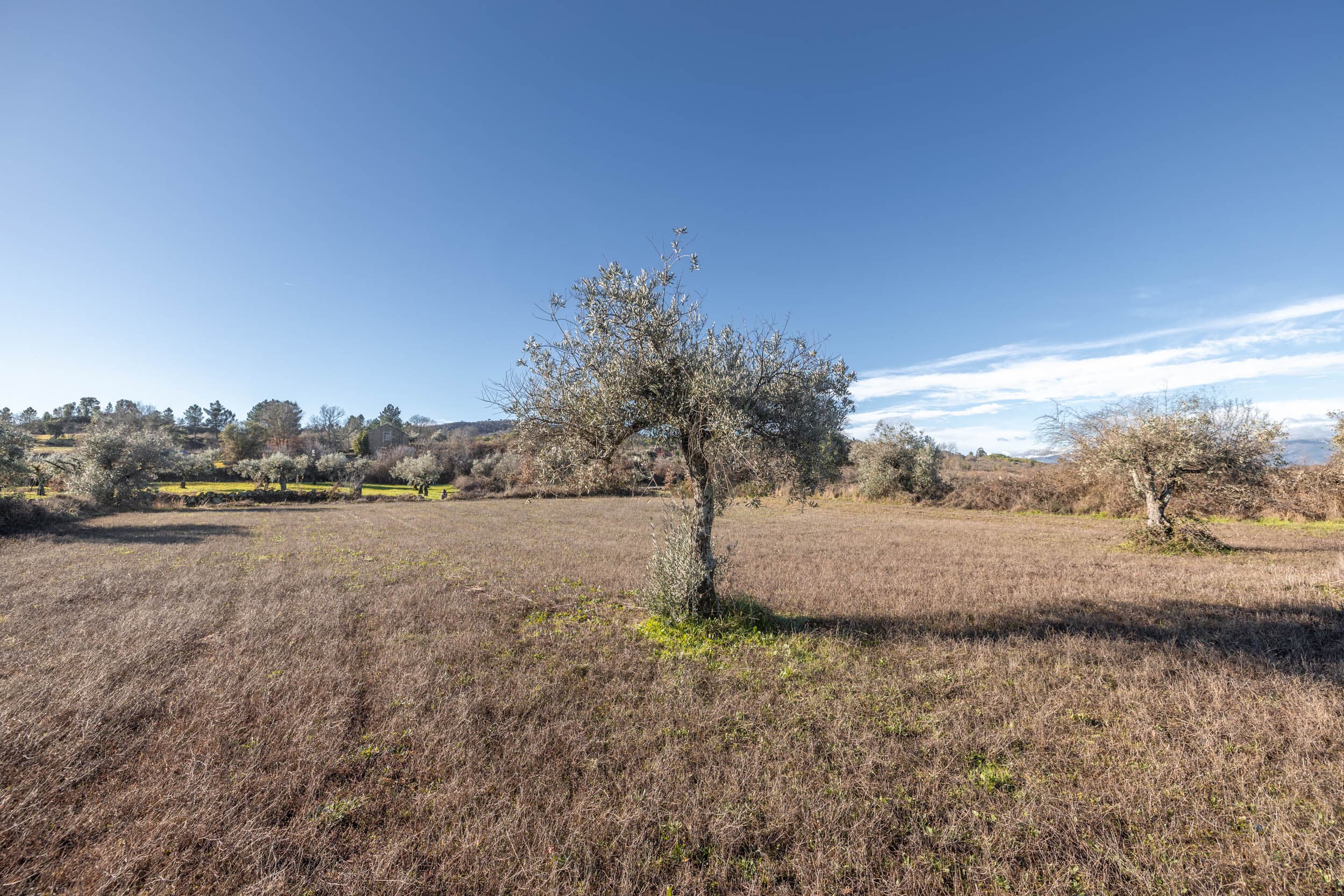 Deux Prairies Calmes Près du Village - Image 2